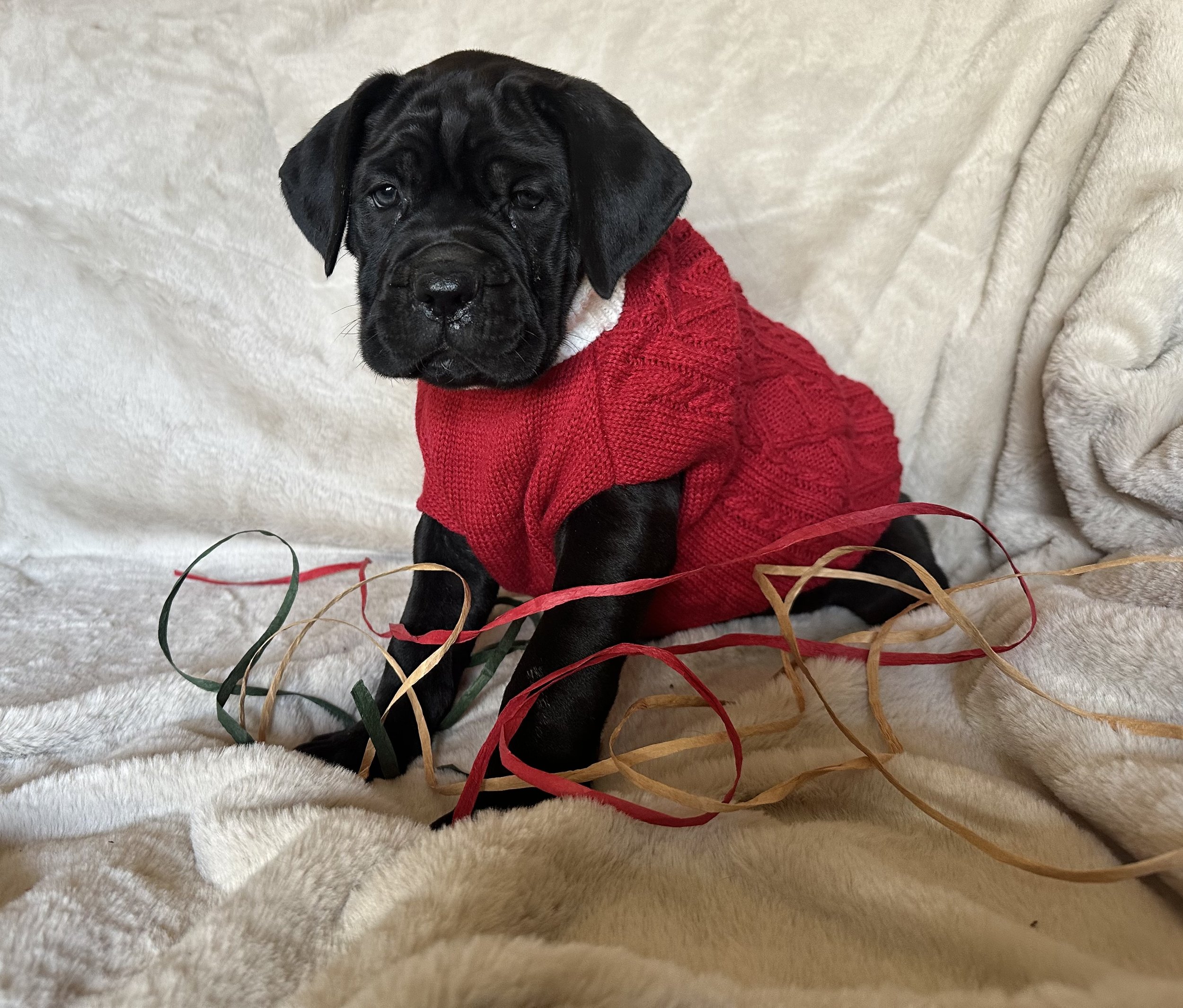 A black cane corso puppy sitting on a cream-colored fuzzy blanket, wearing a red knitted sweater, with red, gold, and green ribbon decorations around it.