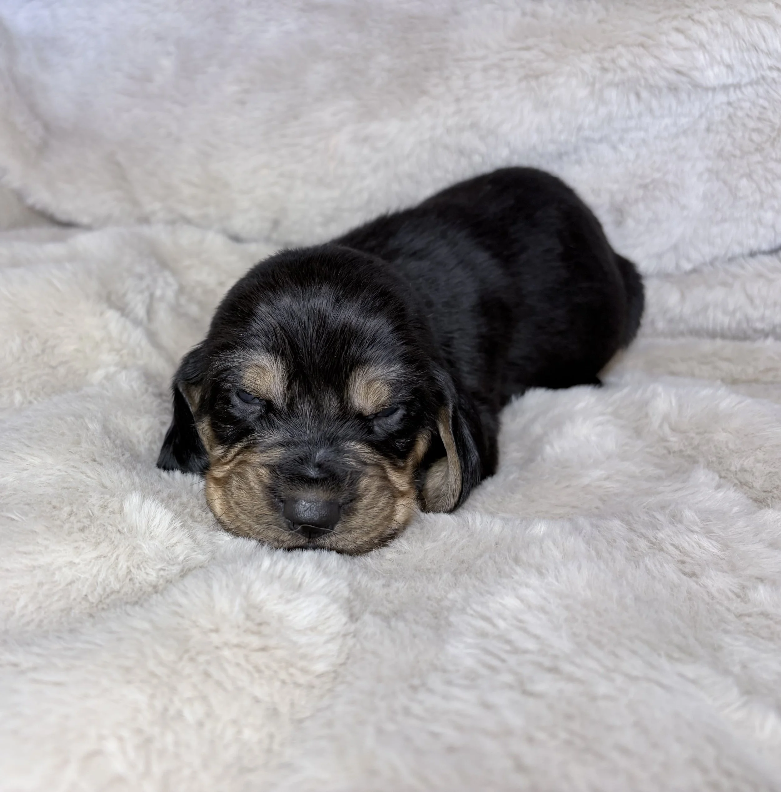 Black and tan female bloodhound hunting tracking dog