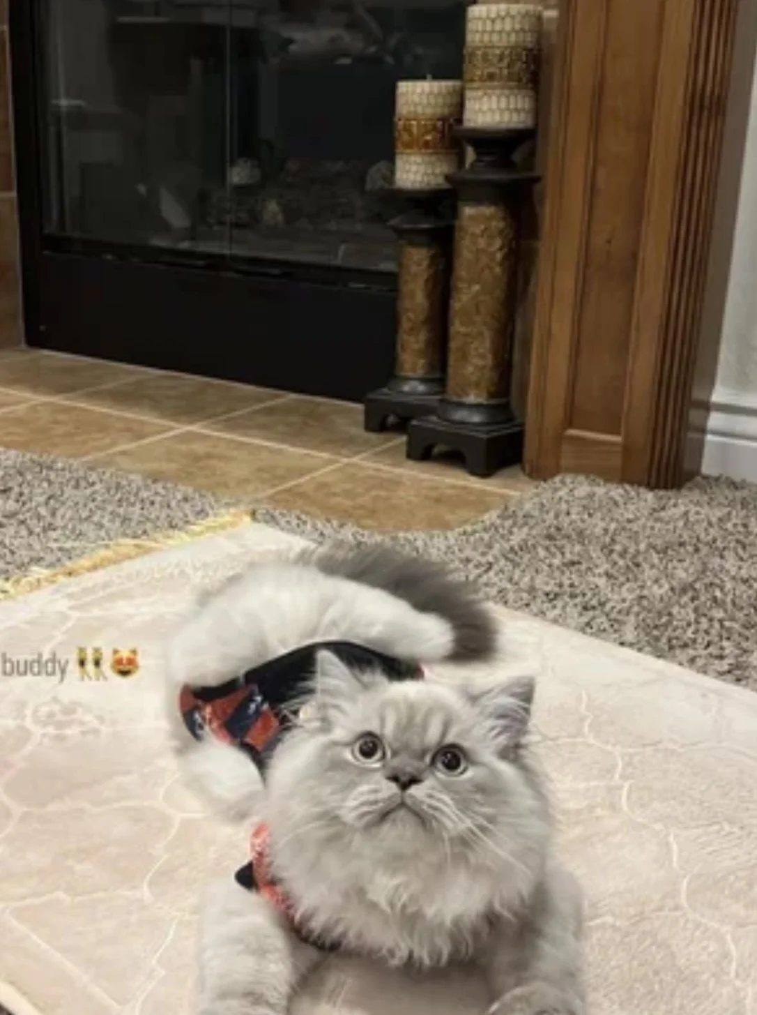 A fluffy gray kitten with a black spot on its head lying on a beige rug in front of a fireplace with a wooden mantel. The kitten is wearing a red and black bowtie collar and looks upward.