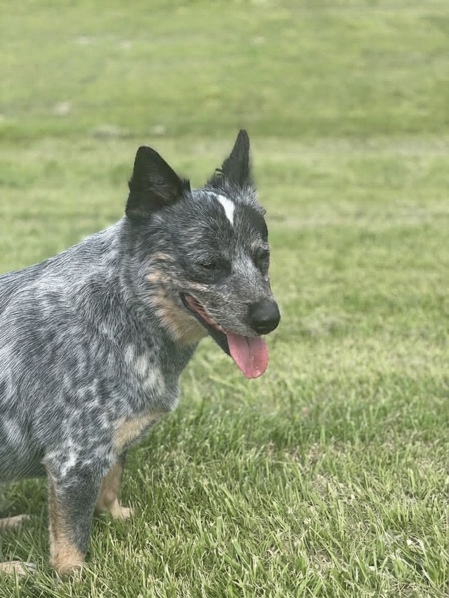 Oklahoma blue heeler Australian cattle dog breeder