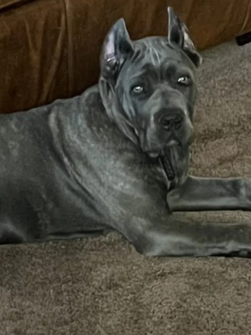 A large, gray, muscular dog lying down on a carpeted floor, with a wooden piece of furniture behind it, and the dog appears to be a Pitbull or similar breed.