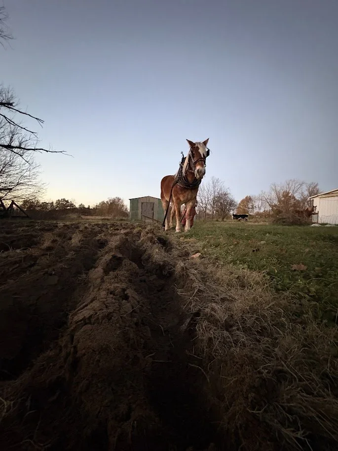 Farming with Horses: Summer Cultivation