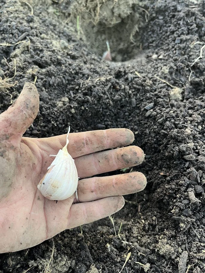 Garlic Planting 2025