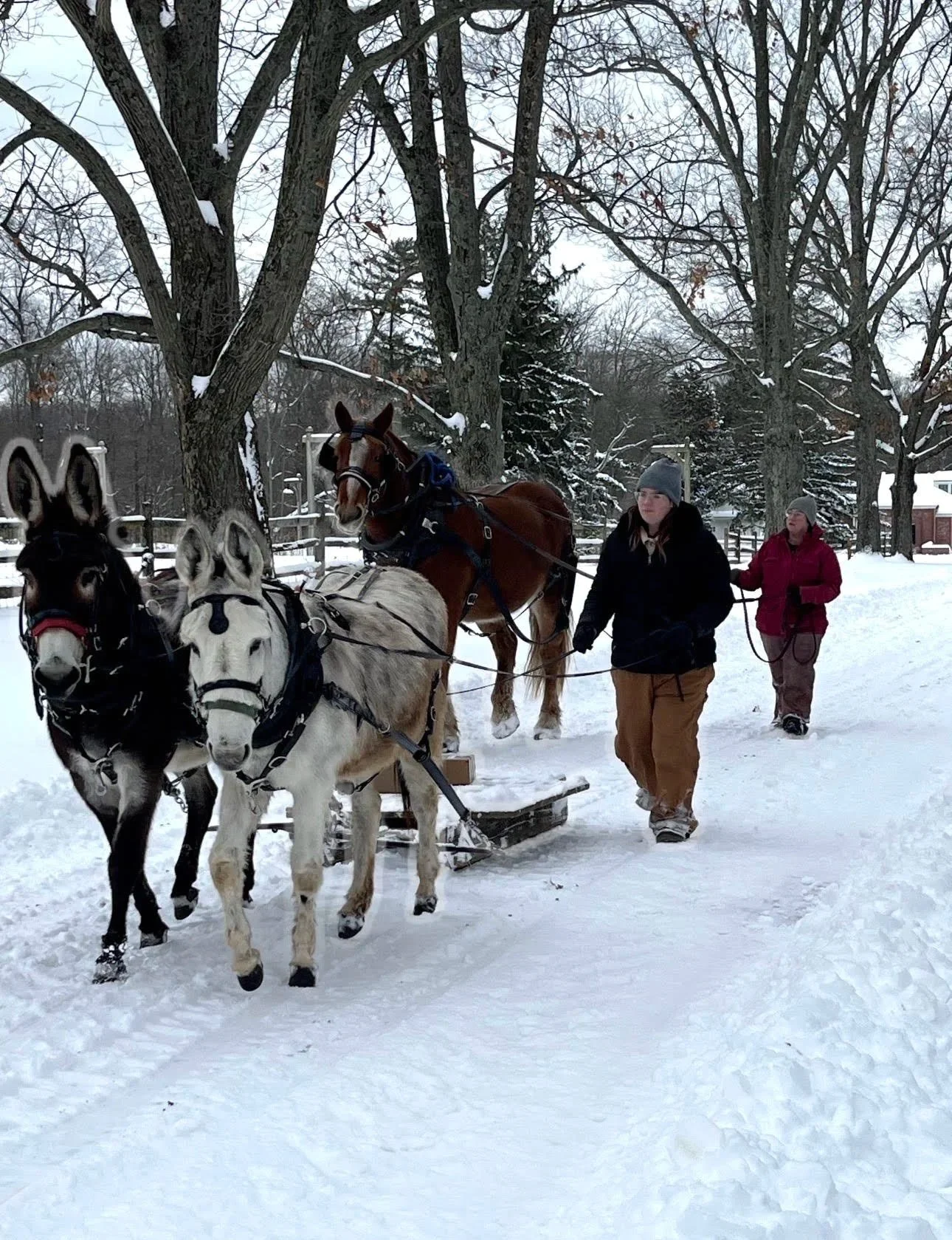 Life in the Snow: Horses, Sleds, and Winter Travel