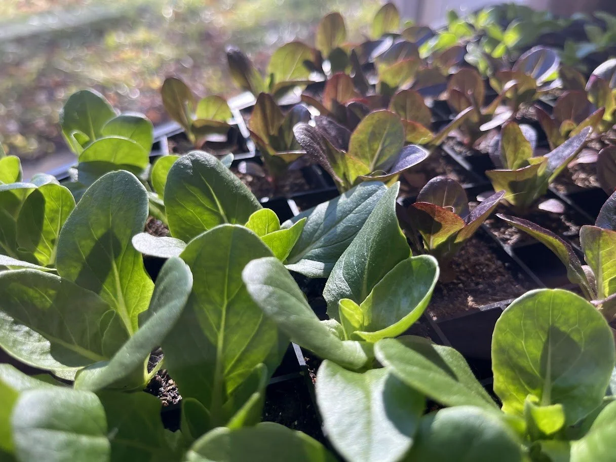 Pre-Order: Weekly Greens