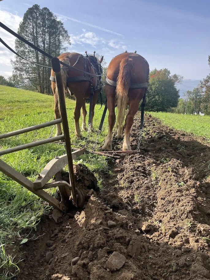 Sharpening our skills at the Draft Animal Power Field Days in 2024
