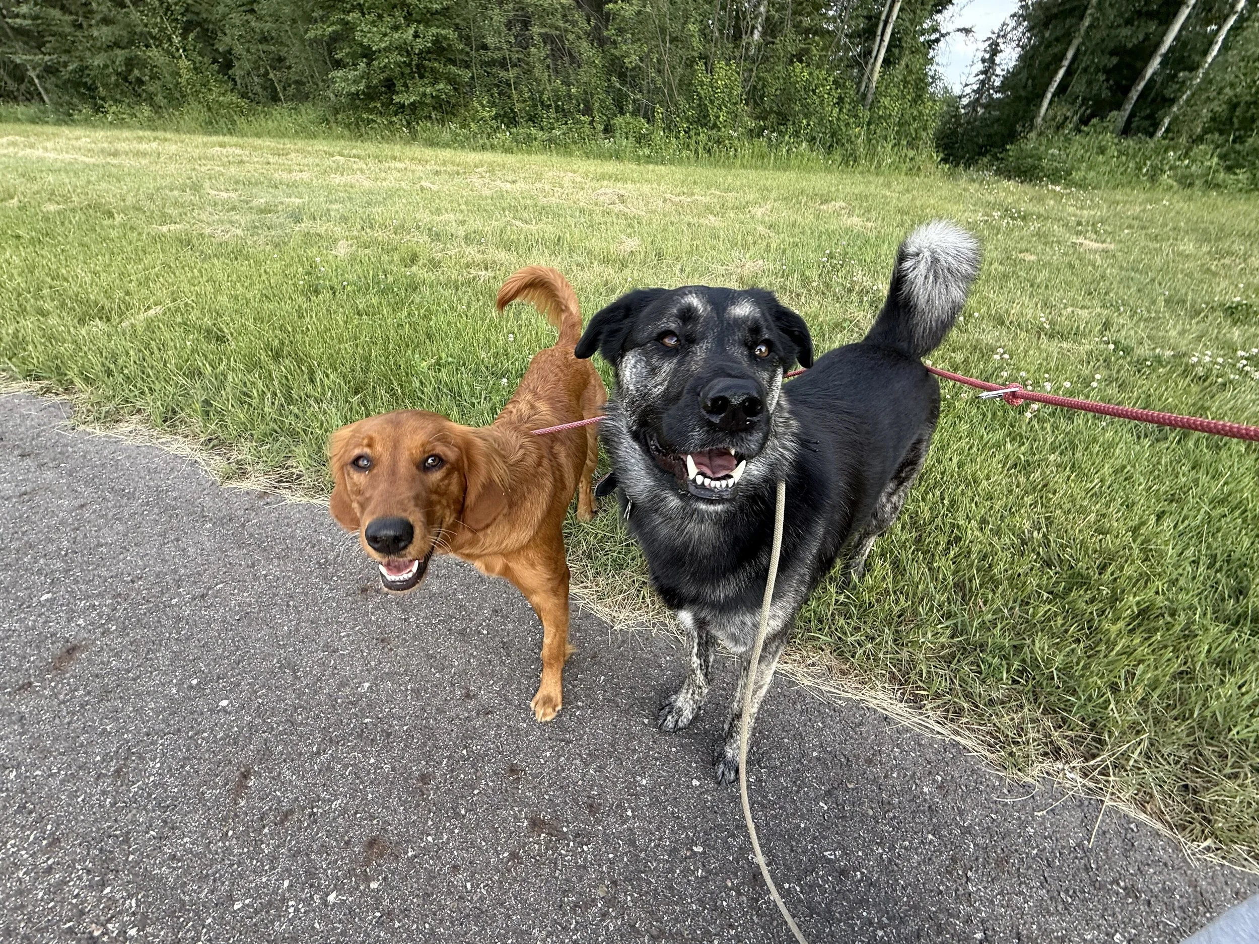 Two dogs, one with a reddish coat and the other with a black and gray coat, standing on a paved path next to a grassy area with trees in the background.