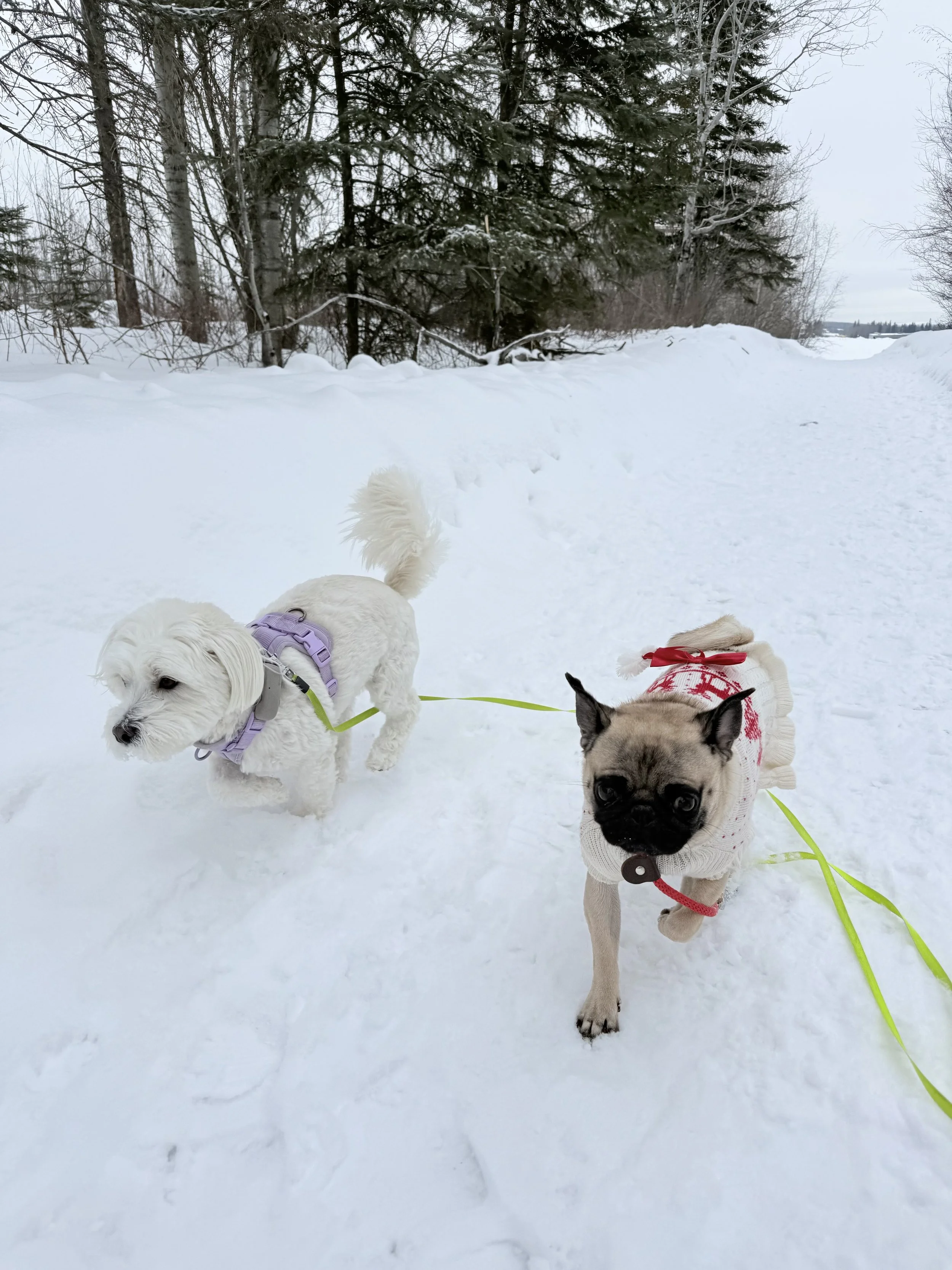 Two dogs walking on a snowy trail in a winter landscape, surrounded by snow-covered trees.