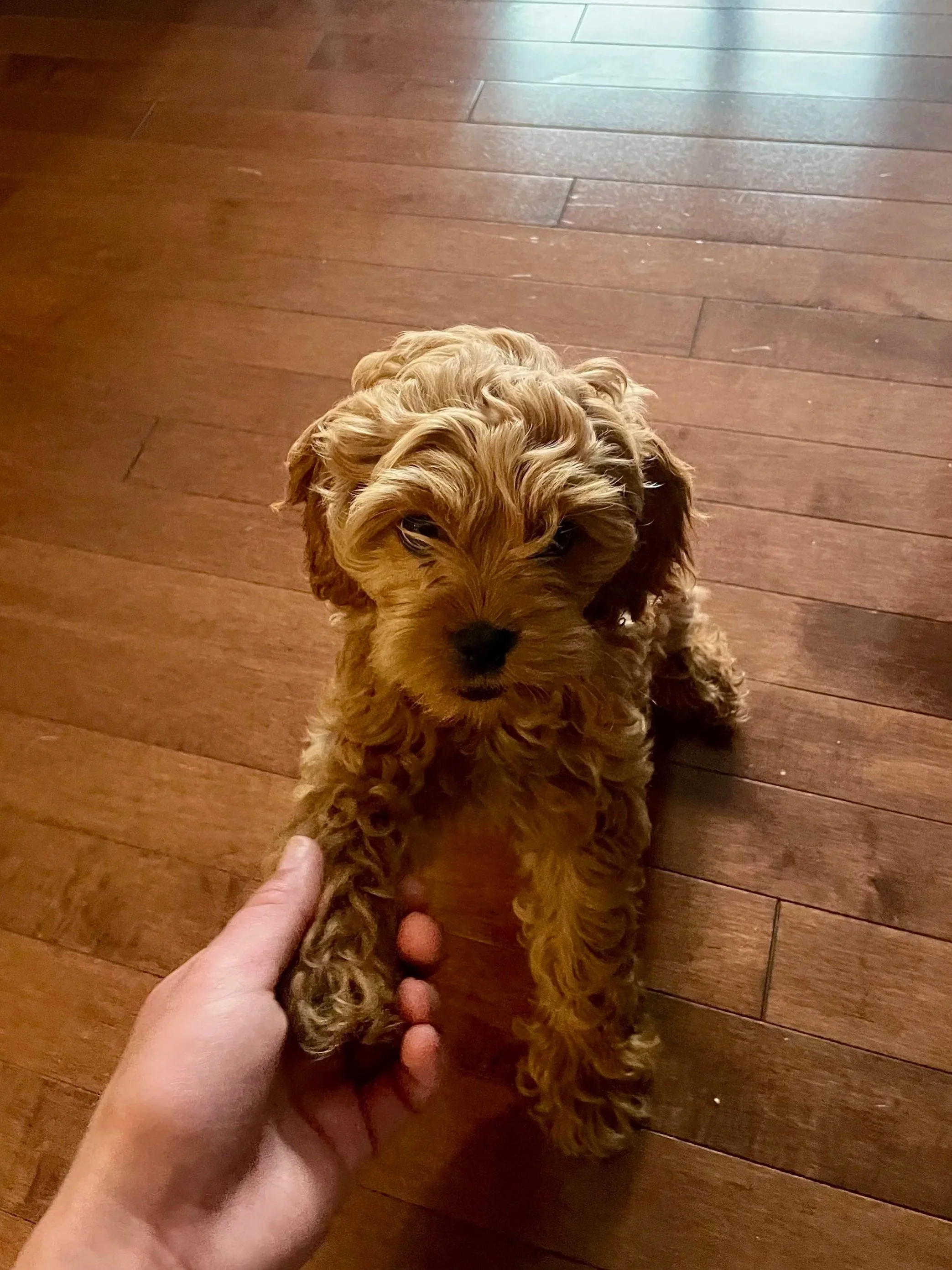 A small, curly-haired puppy with tan and dark brown fur sitting on a wooden floor, being gently held by a person's hand.