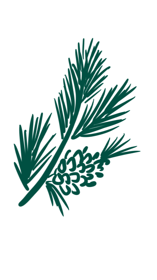 Illustration of pine branches with pinecones.
