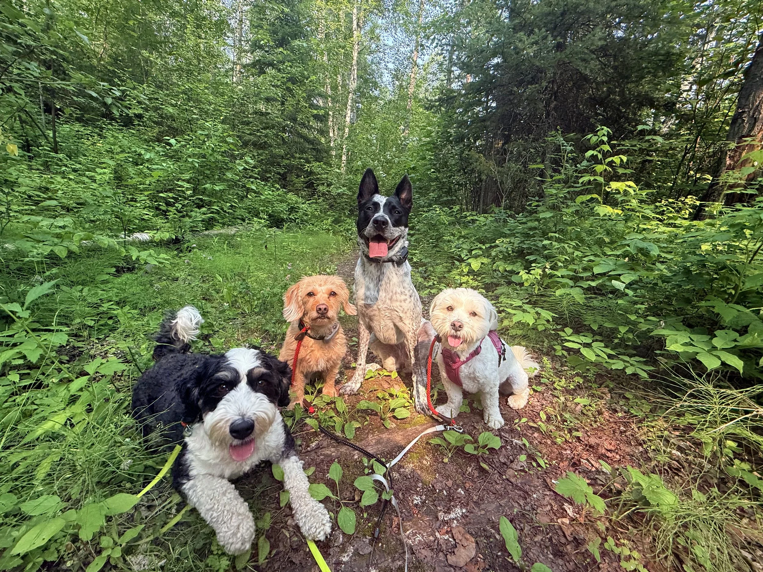 Five dogs sitting on a dirt trail in a lush green forest, looking at the camera with happy expressions.