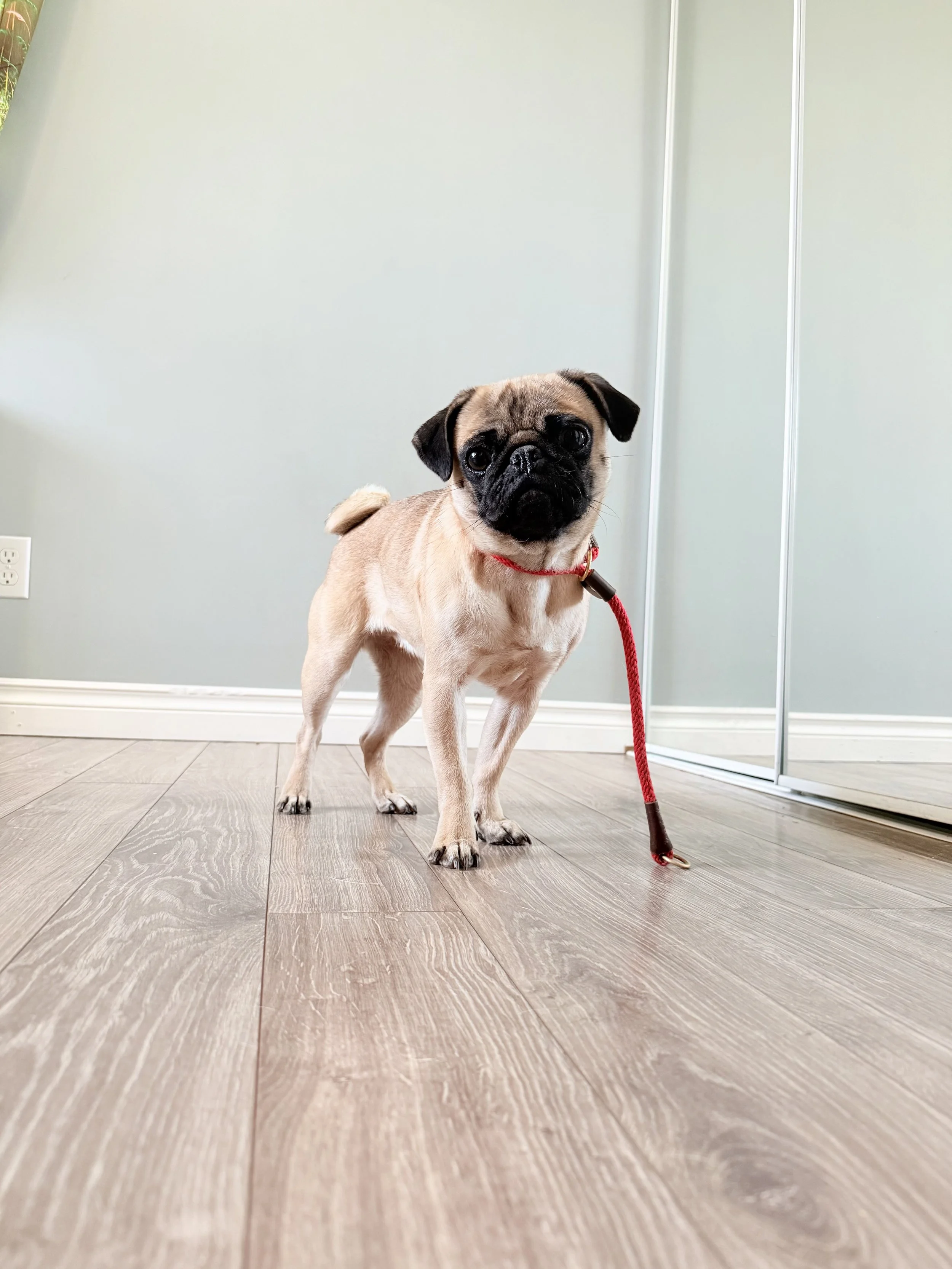 A small tan pug dog with a black face and big eyes, wearing a red collar and leash, standing on a wooden floor near a corner and a mirrored closet door.