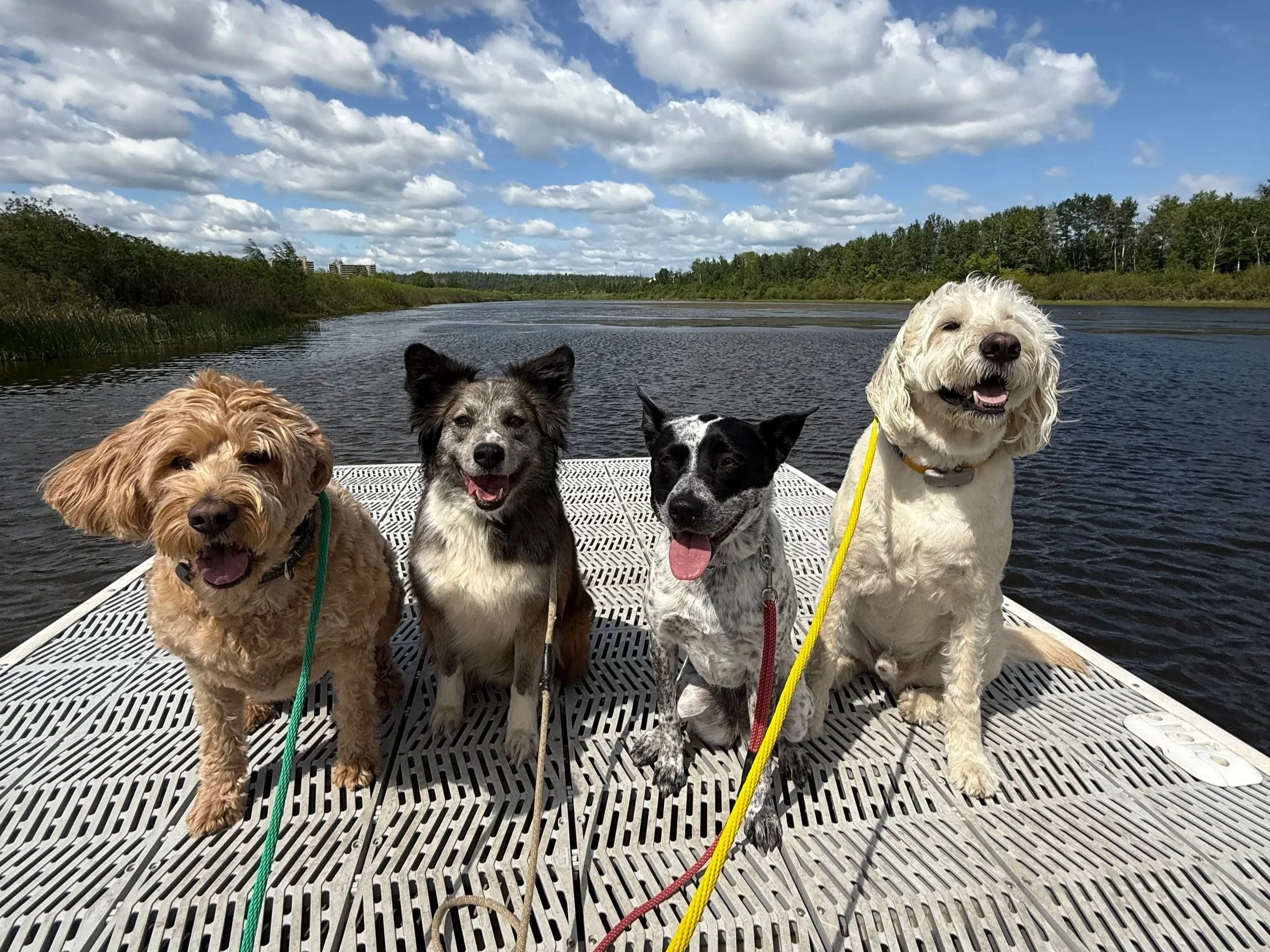 Four dogs sitting on a dock by a river, enjoying a cloudy day outdoors.