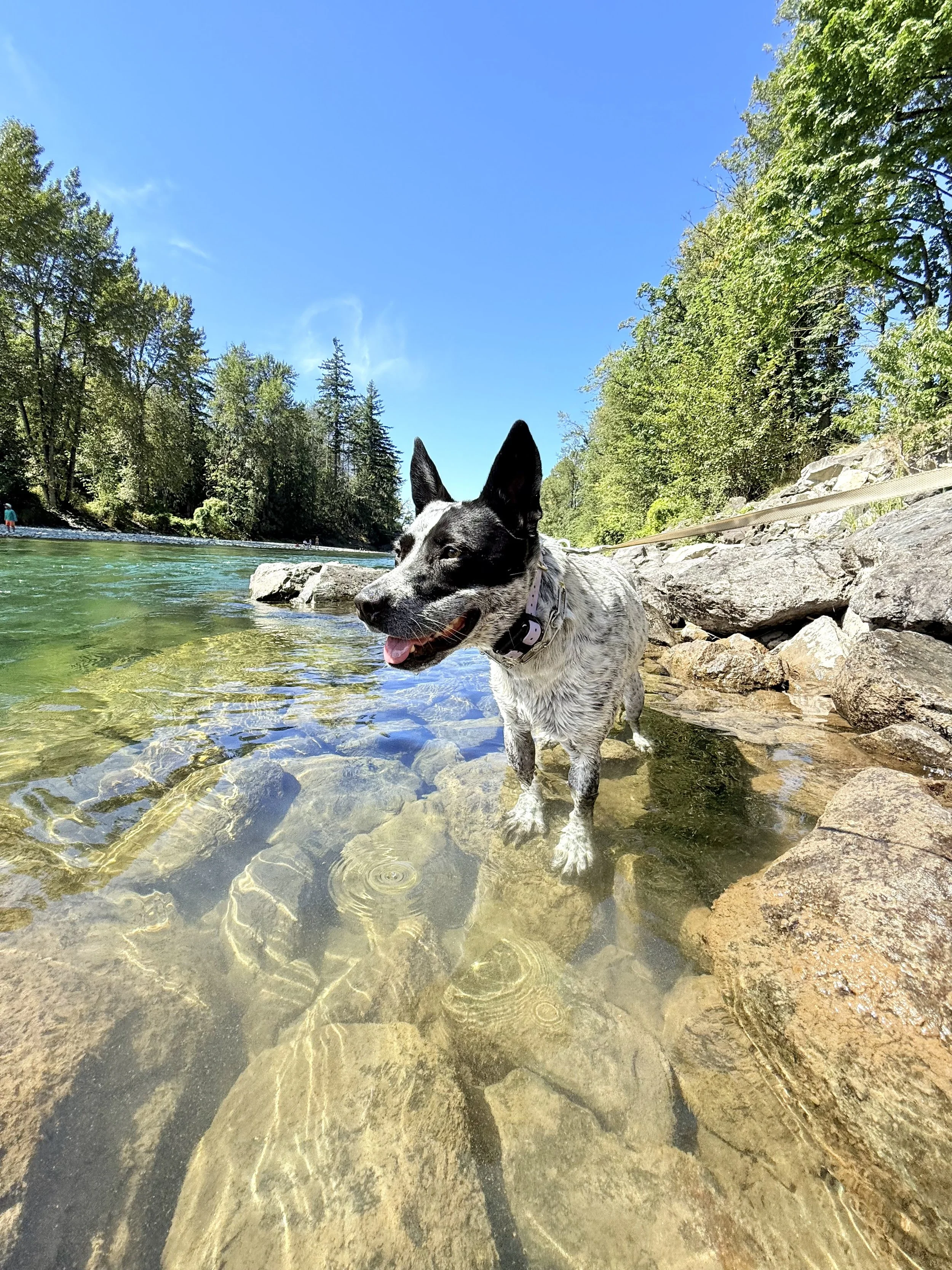 A dog standing in a river with clear water, surrounded by rocks and trees, under a bright blue sky.