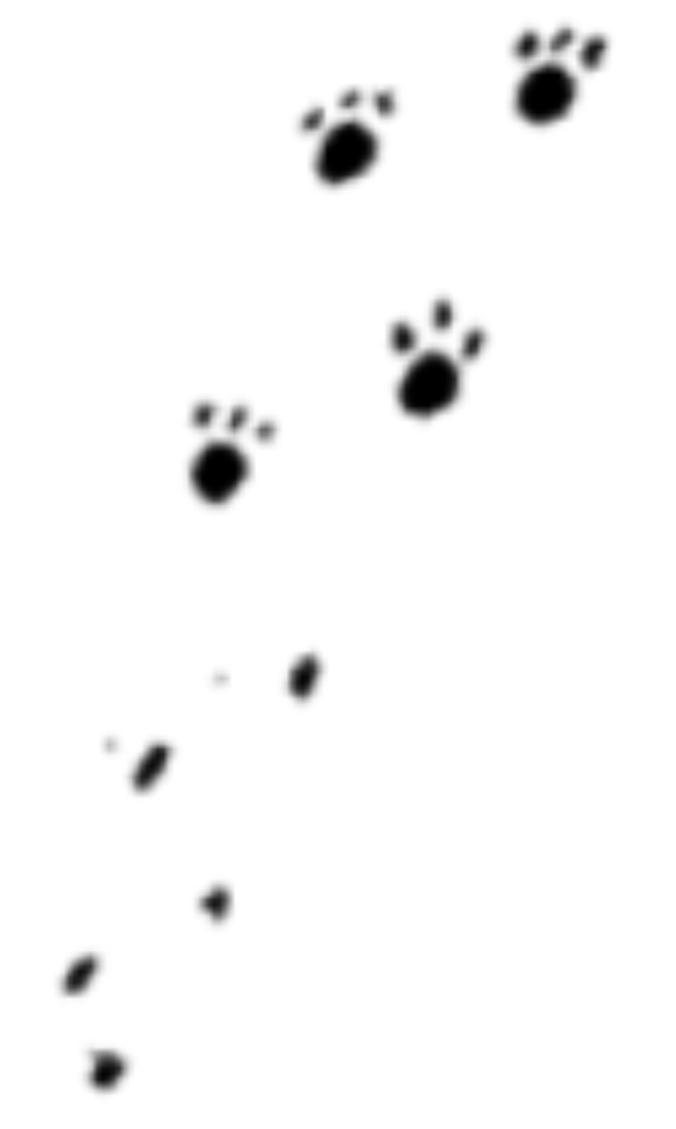 Silhouette of paw prints