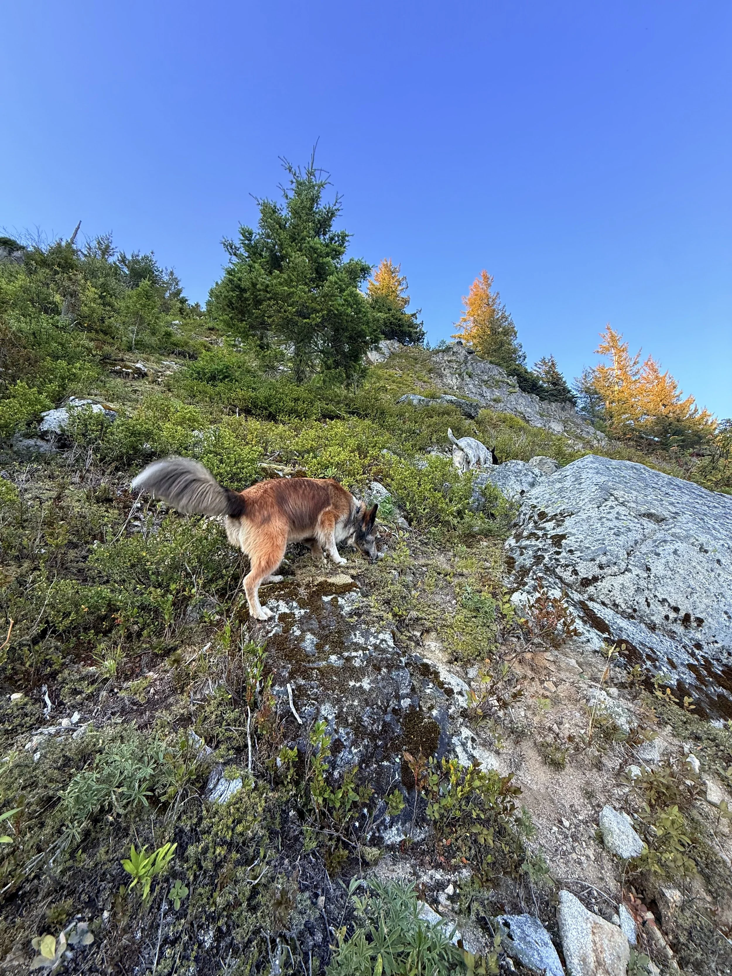 Three dogs exploring on a hillside with rocks, green shrubs, and trees under a clear blue sky.
