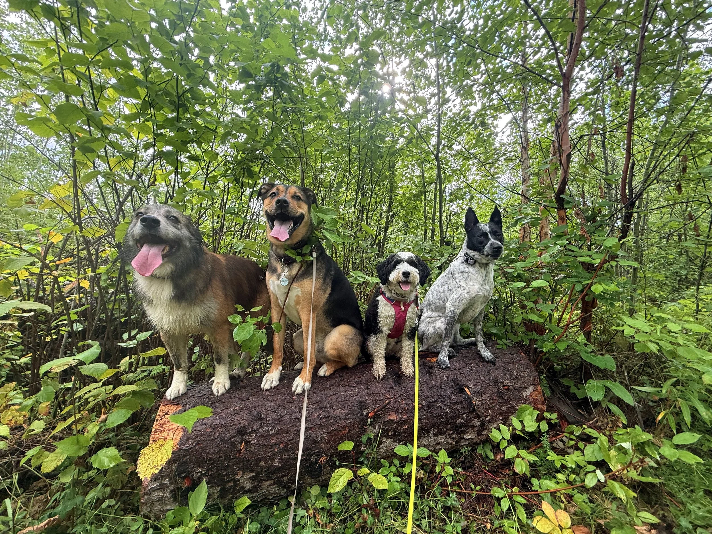Four dogs sitting on a fallen log in a lush green forest.