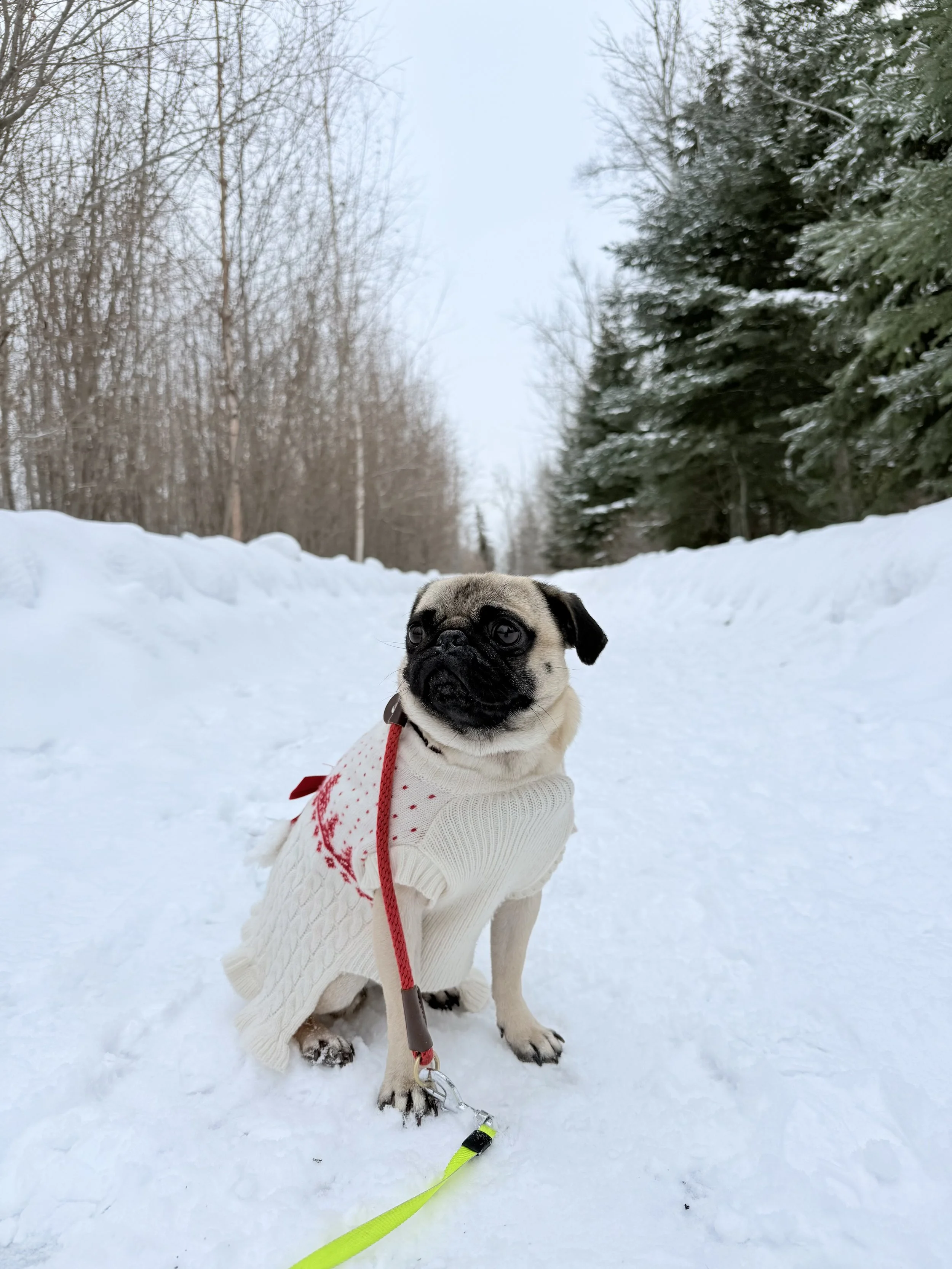 Pug dog sitting on snow-covered path wearing a white sweater with red details, with trees on both sides under a pale blue sky.
