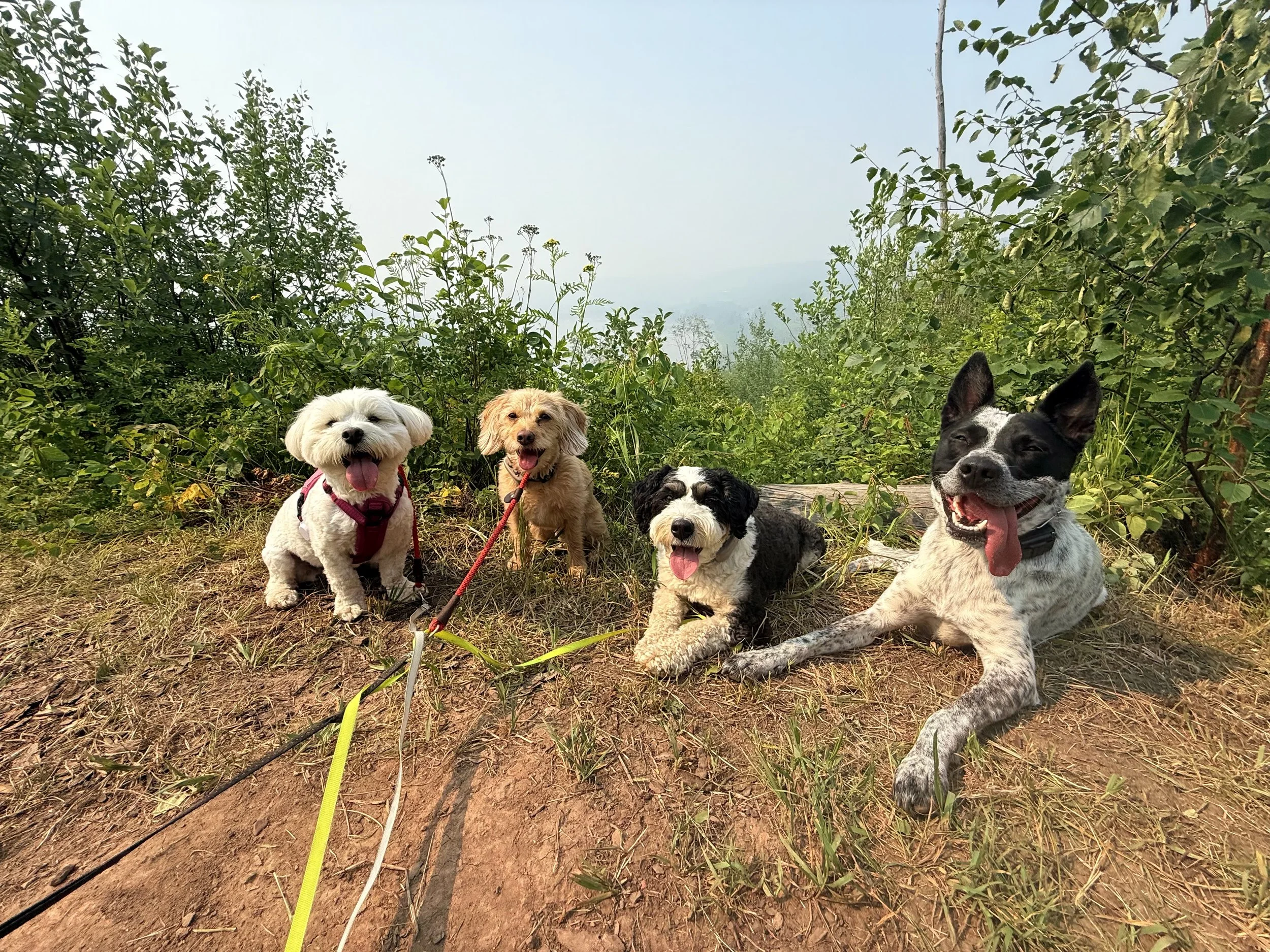 Four dogs lying and sitting on a dirt trail surrounded by green bushes and trees, with a hazy mountain landscape in the background; all dogs are happy with their tongues out.