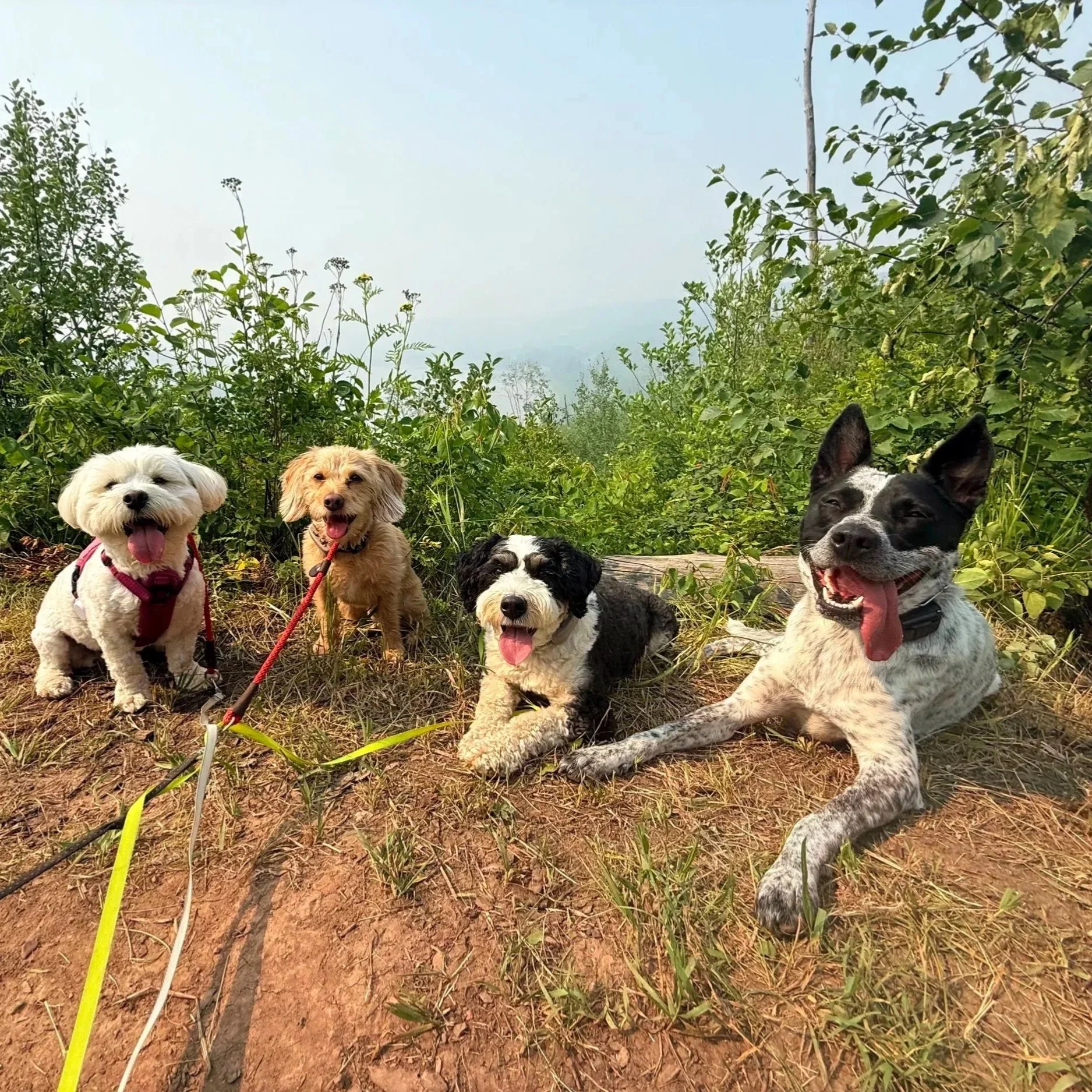 Five dogs lying and sitting on a dirt patch surrounded by bushes and trees in a natural outdoor setting.