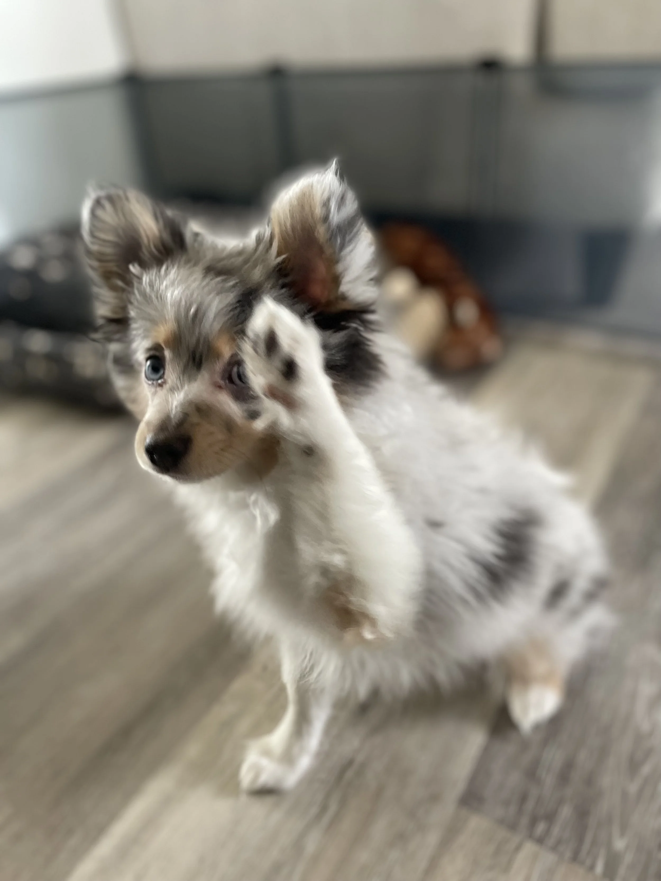 A young Australian Shepherd puppy with blue eyes and a merle coat pattern standing on a wooden floor in front of a pet crate.