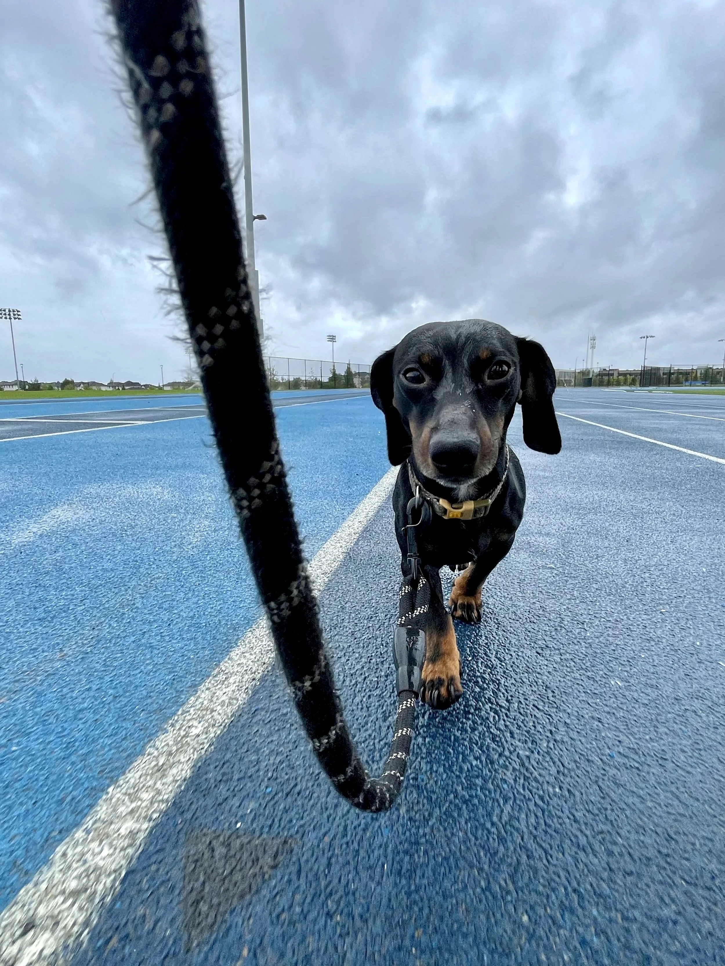 Close-up of a black and tan dachshund dog on a blue running track, looking directly at the camera, with cloudy sky overhead and empty sports fields in the background.