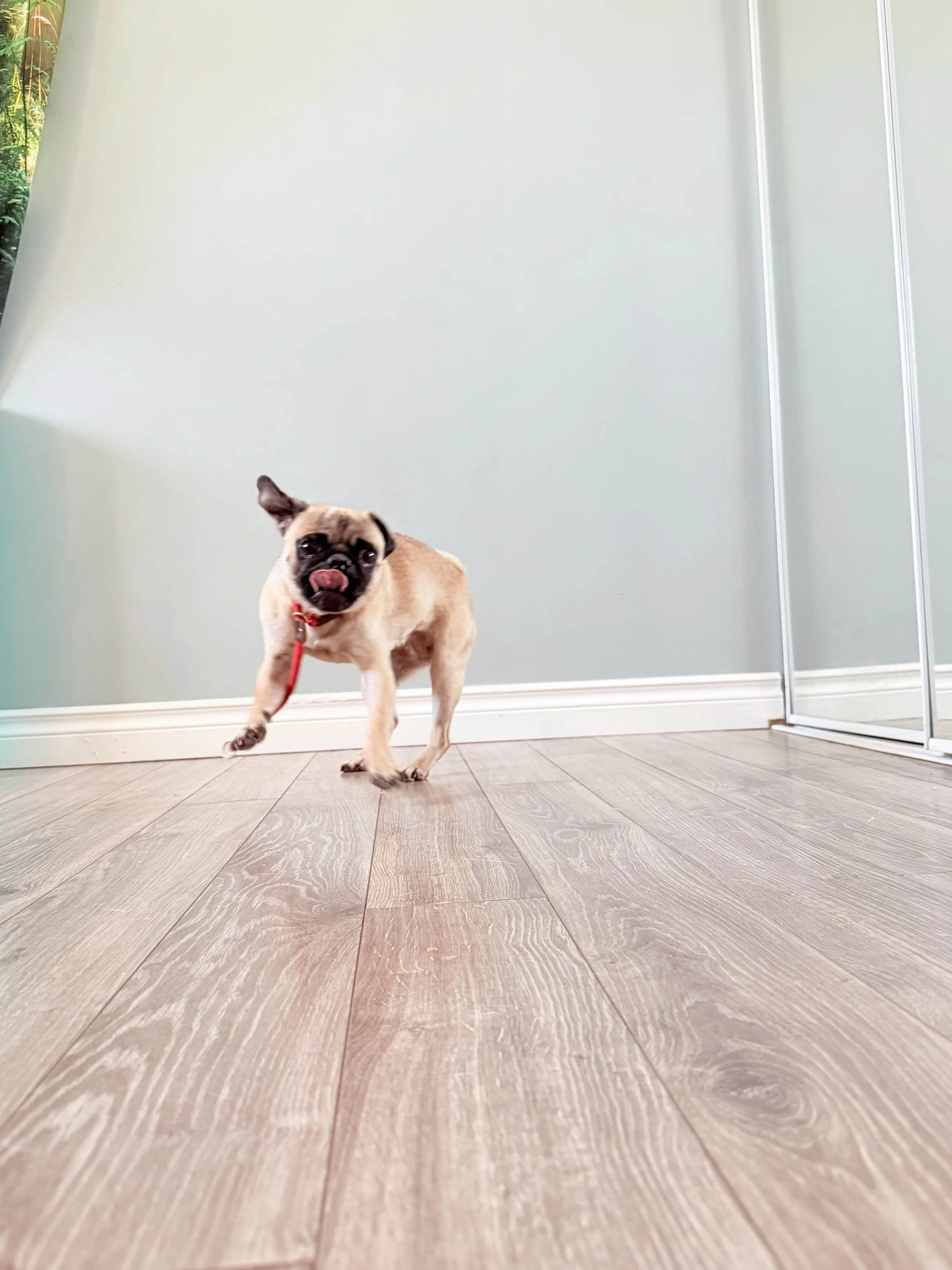 A small dog, possibly a pug or pug mix, wearing a red collar and leash, standing and licking its nose in a room with wood flooring and light-colored walls.