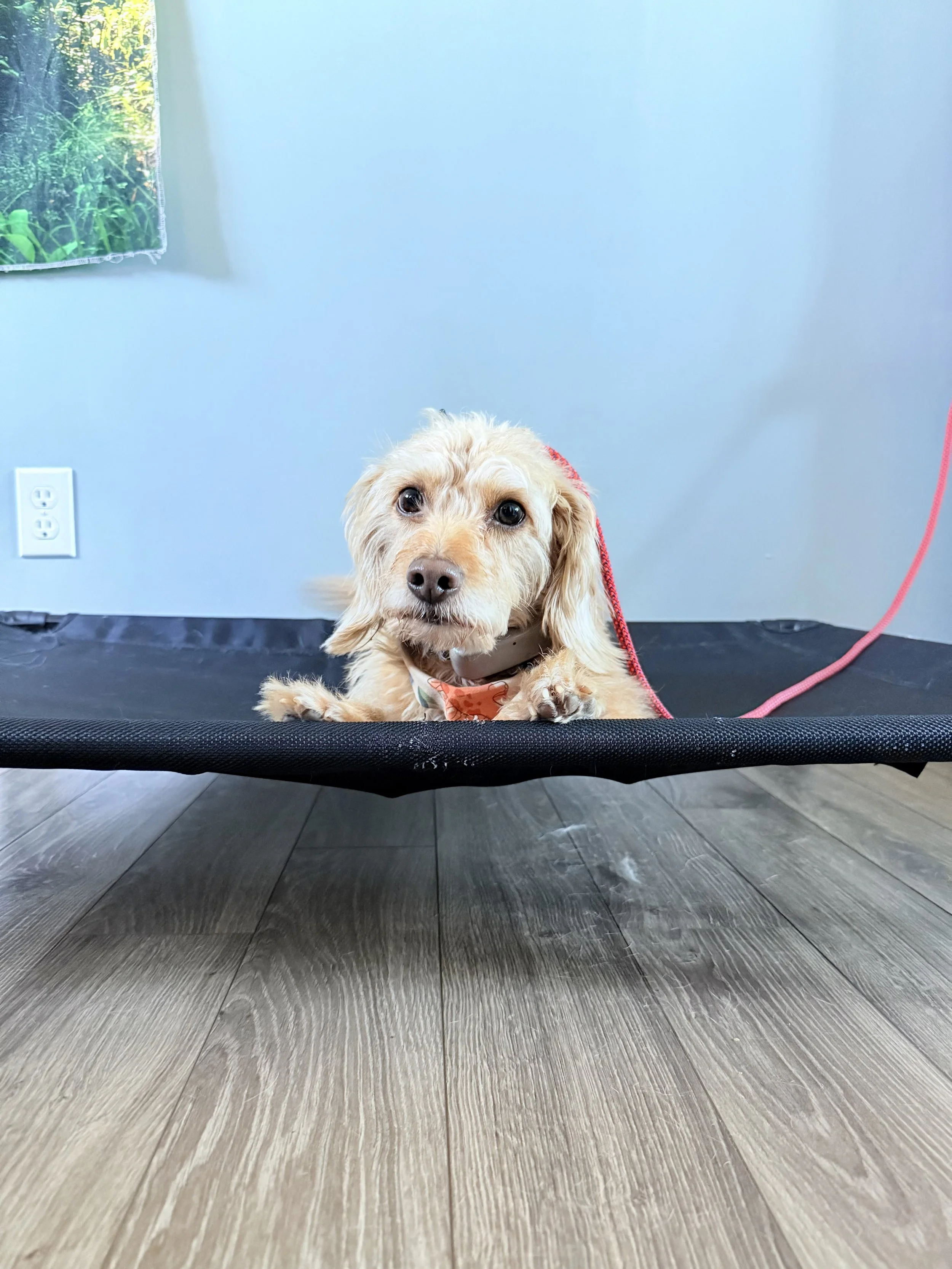 A small light brown dog lying on a black elevated platform indoors.