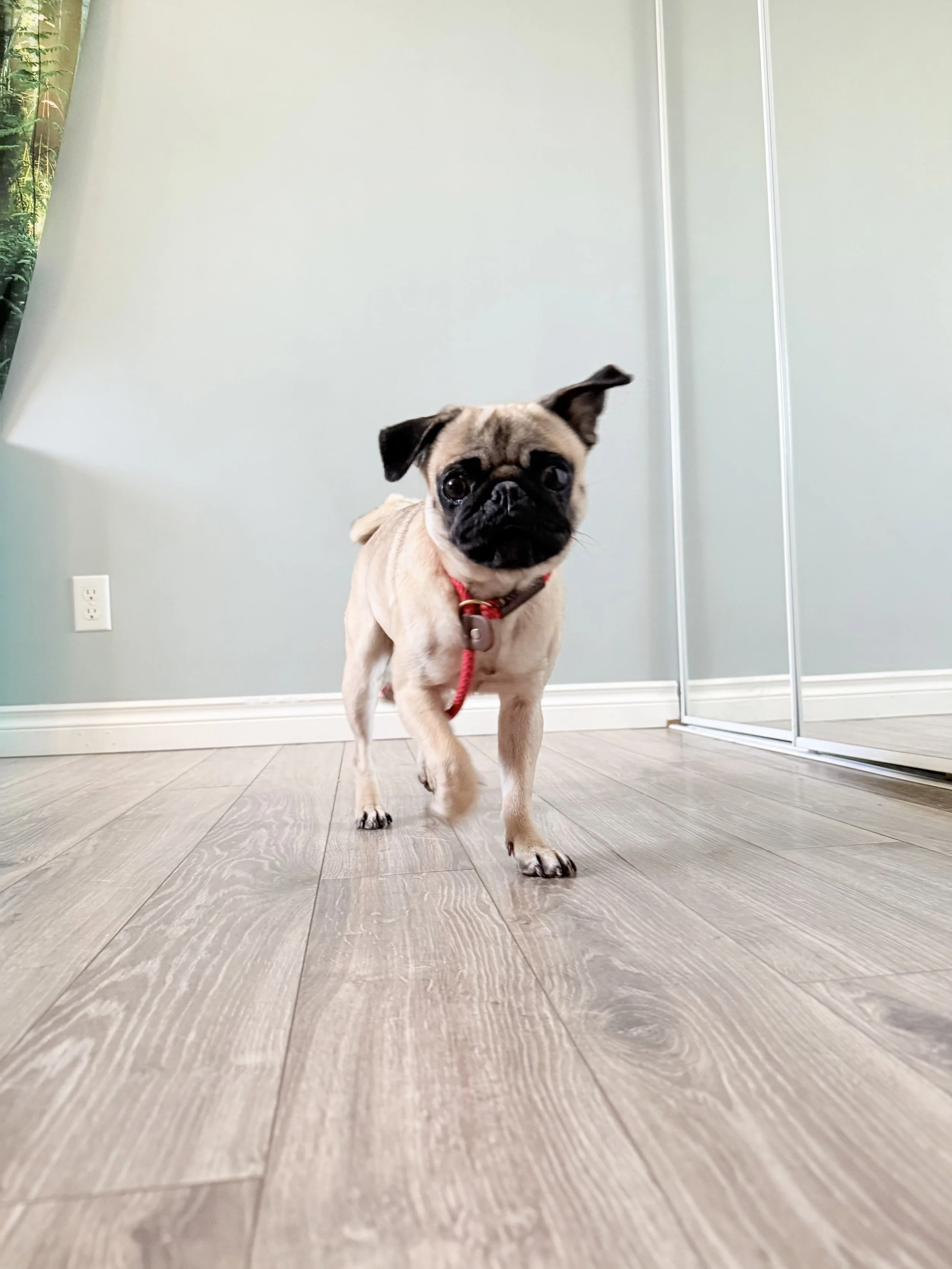 A small pug dog walking towards the camera on a light wood floor inside a room with a light green wall and a mirror closet door.