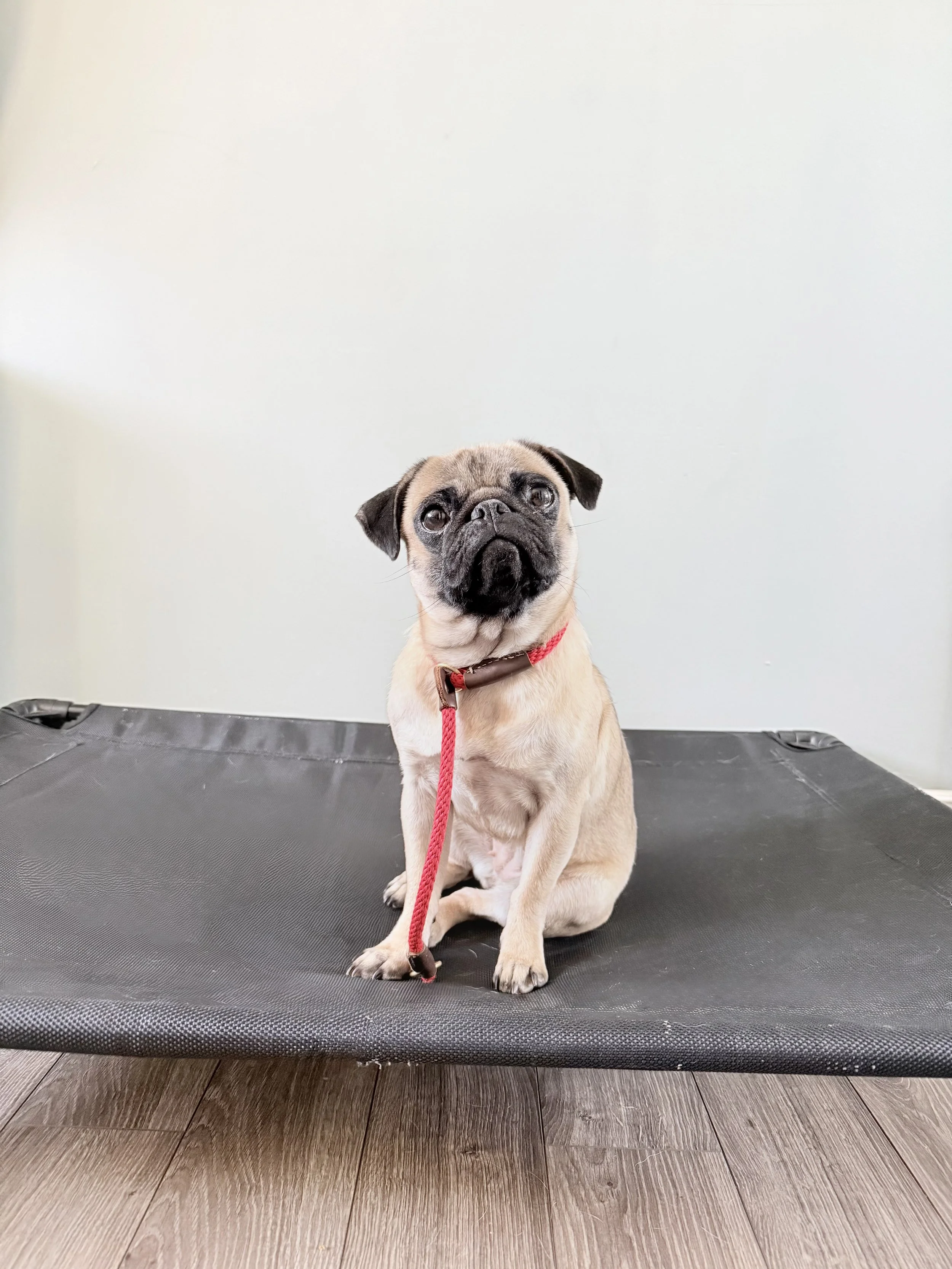 A small pug puppy with a tan coat and black face sitting on a black mat, wearing a red collar and leash, against a plain white wall.