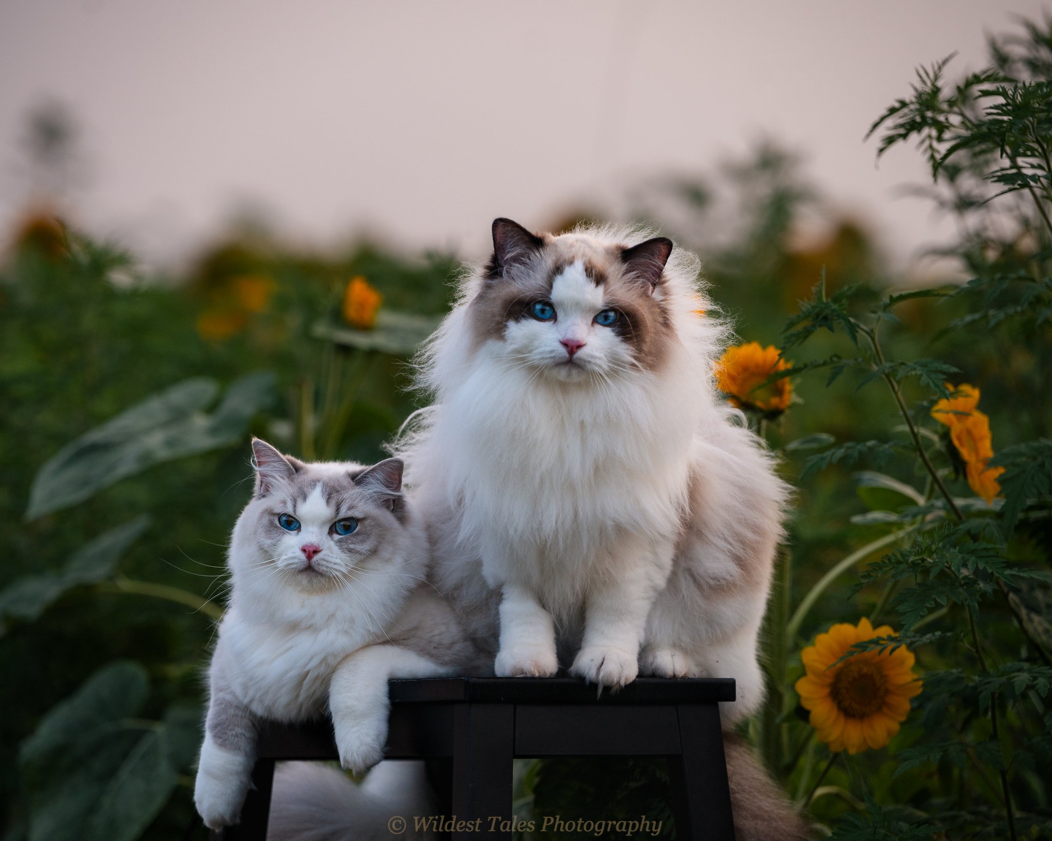 Florence & Margo (July 2026)-2.jpeg