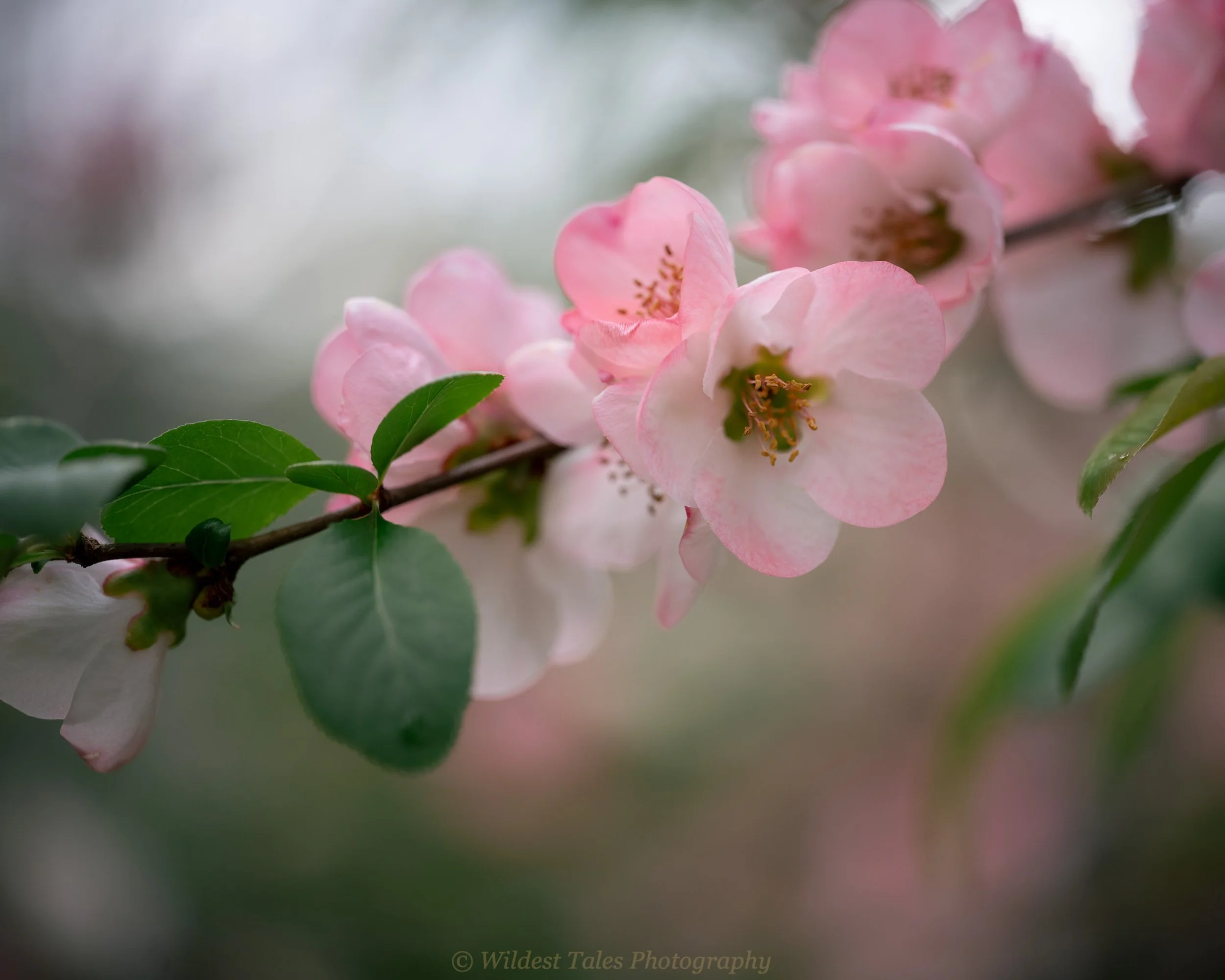2026.04.01_Dumbarton Oaks Blossoms-1.jpeg