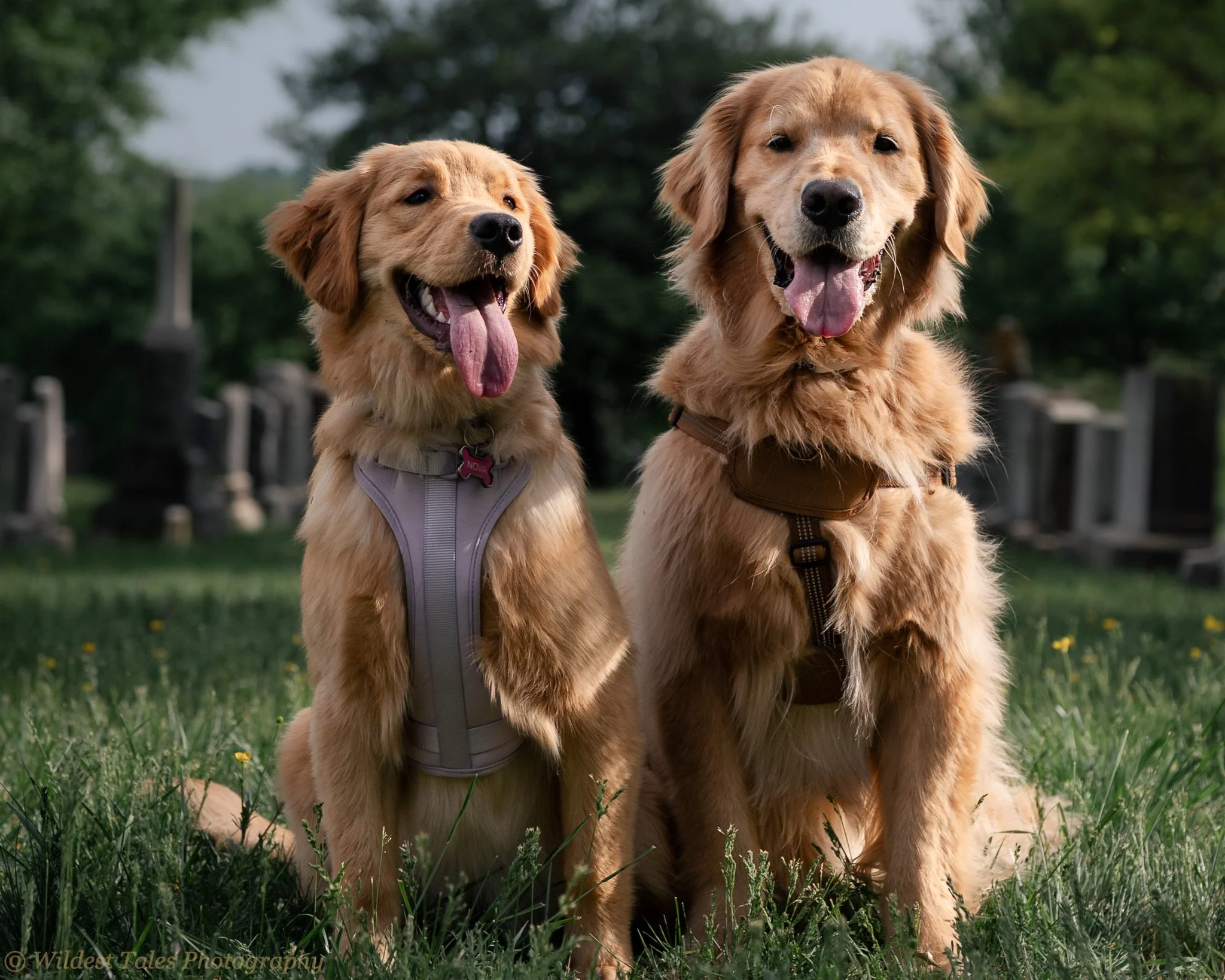 2026.04.18_DMV Goldens_Nova & Apollo-1.jpeg