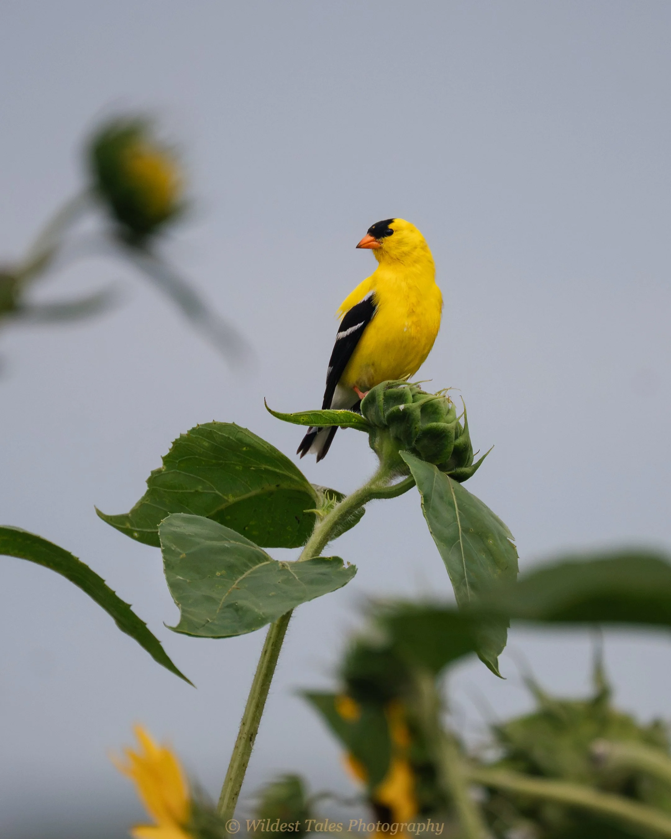 2026.07.10_Goldfinch-7.jpeg
