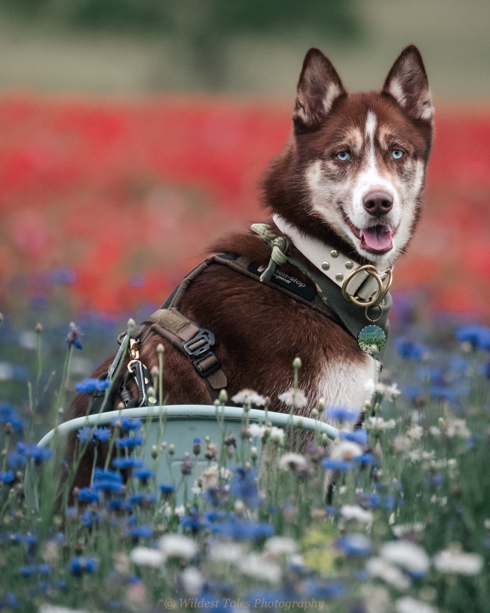 Blue_Goldpetal -1-3.jpeg