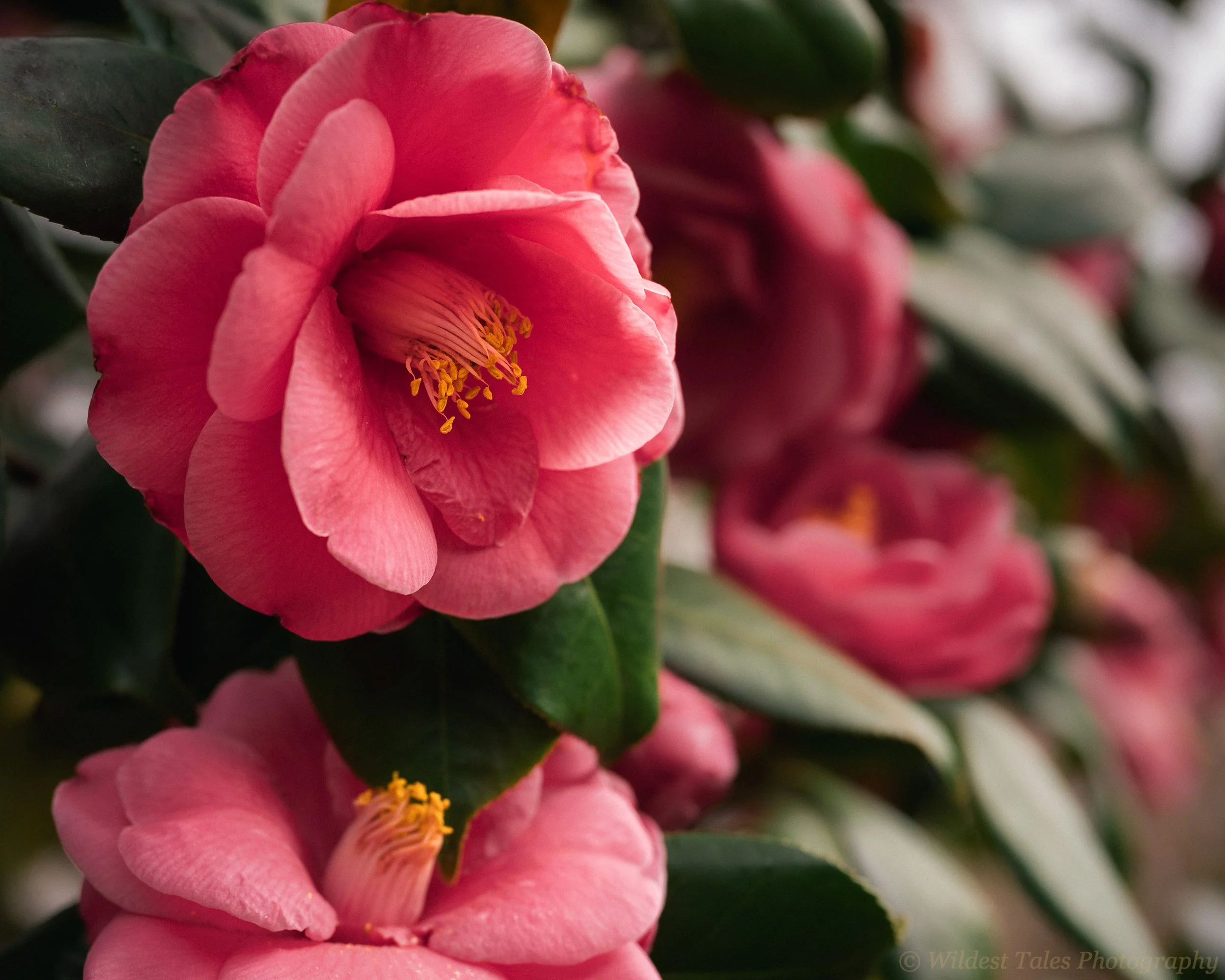 2026.04.01_Dumbarton Oaks Camellia-1.jpg