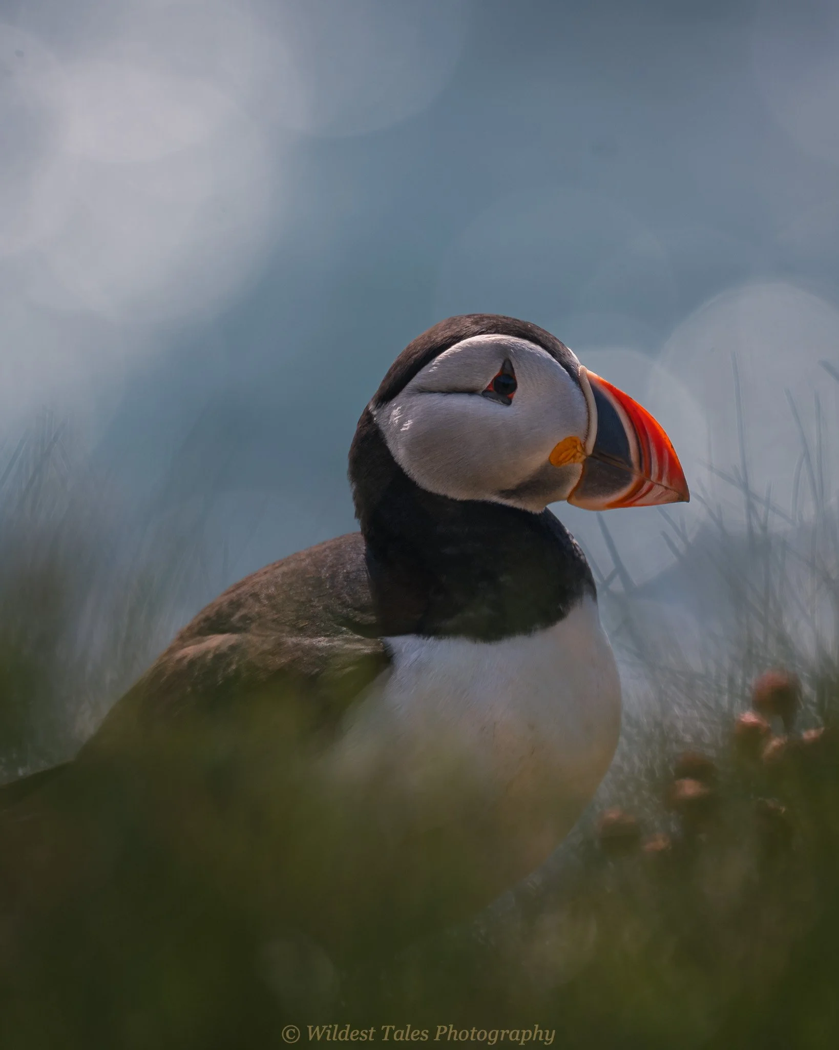 2026.06.06_Puffin-1-11.jpeg