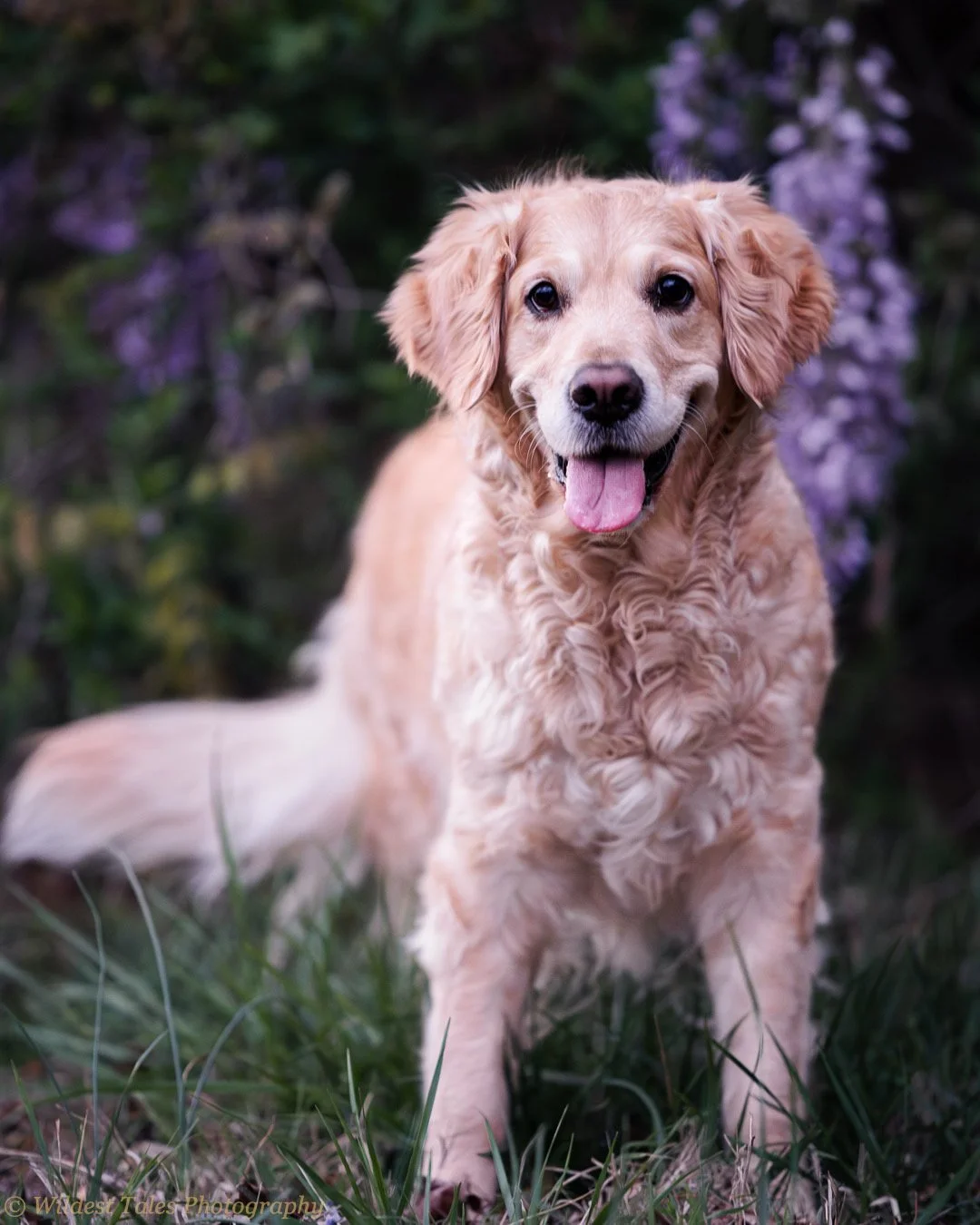 2026.04.06_Freya (Wisteria)-1.jpeg