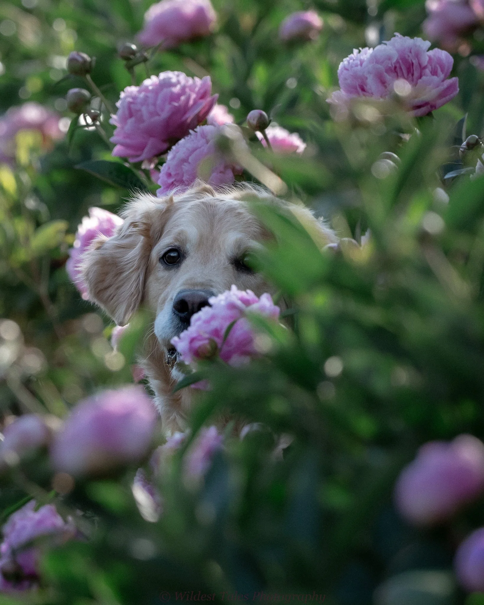2026.05.14_Shennadoah Peonies-1-7.jpeg