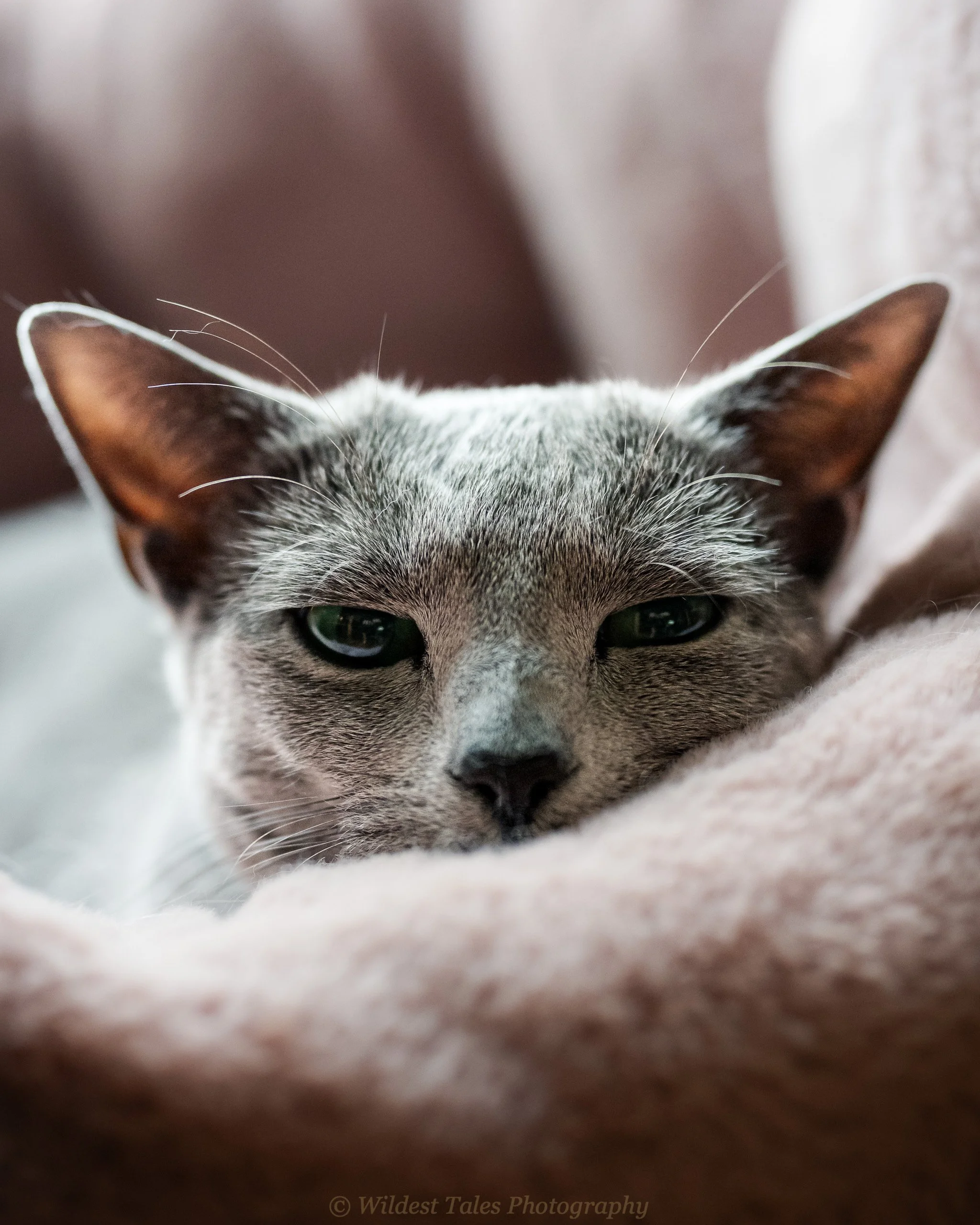 Katya (March 2026)(midtones)-1.jpeg