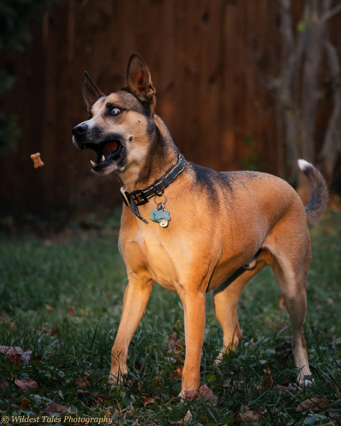 Bentley 2025.11.13-3.jpeg