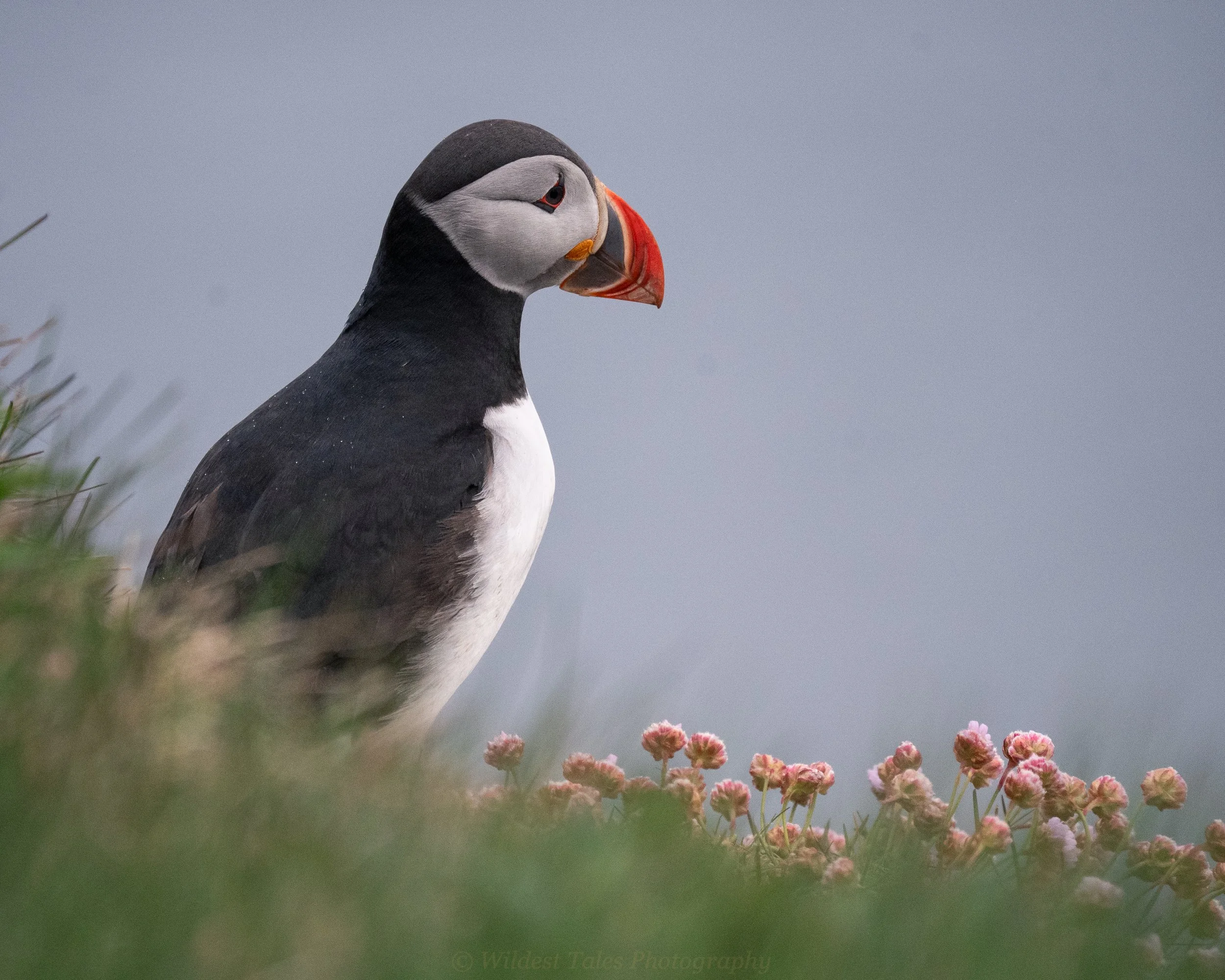 2026.06.09_Puffin-1-4.jpeg