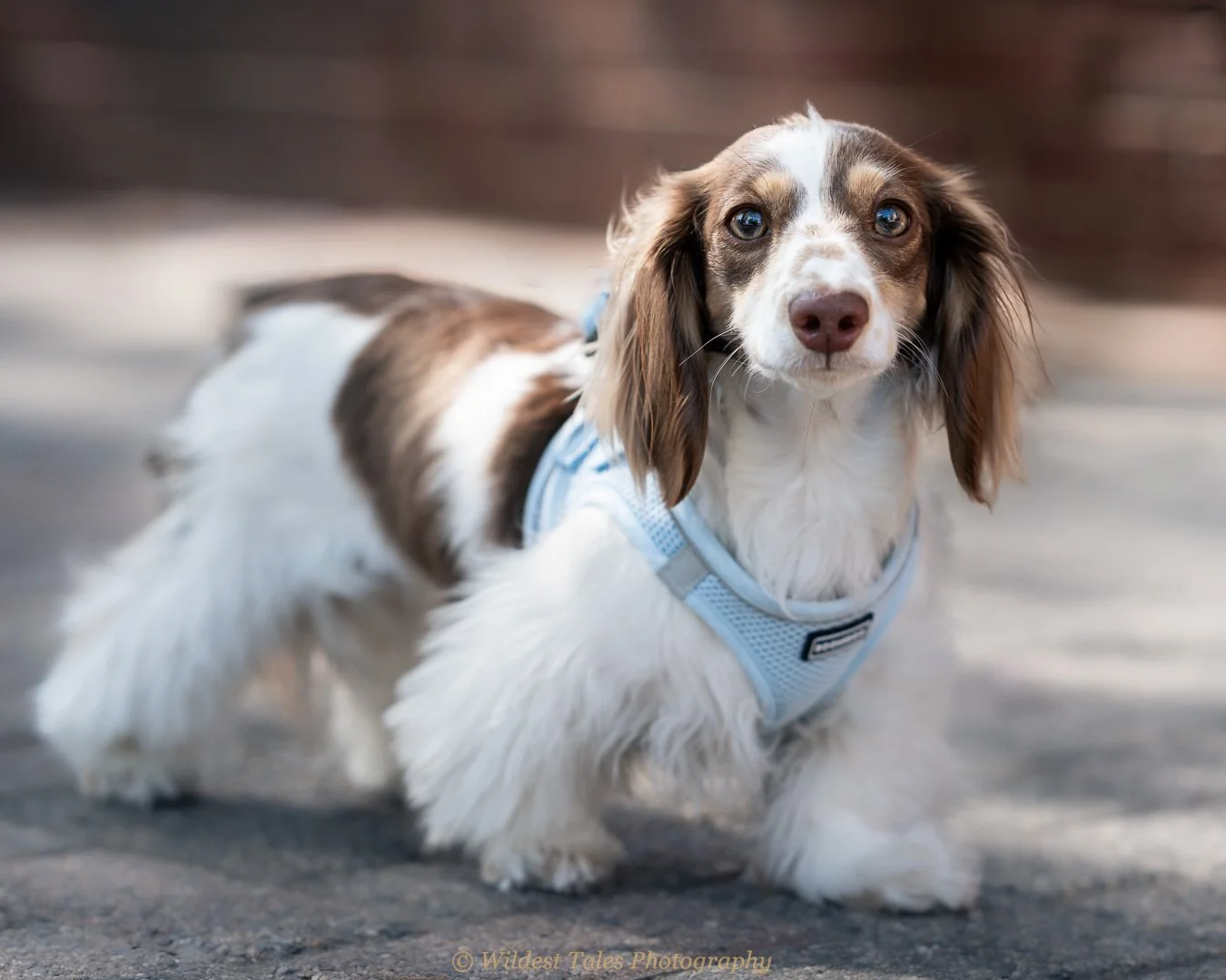 2026.04.06_Bella 3-1.jpg