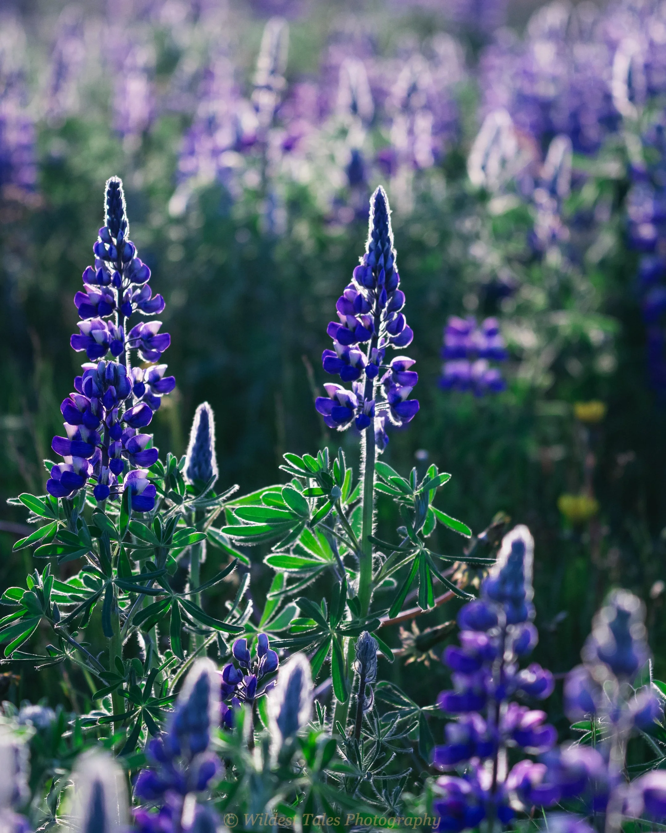 2026.06.10_Iceland Lupines-1.jpeg