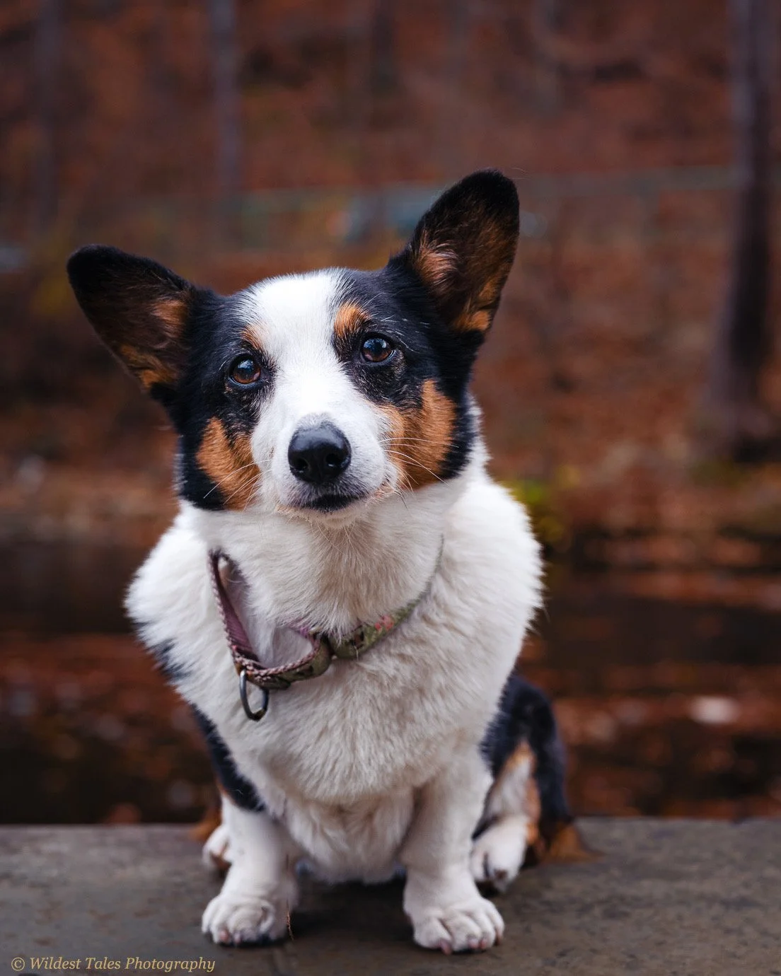 Hazelnut 2025.11.15-1.jpeg