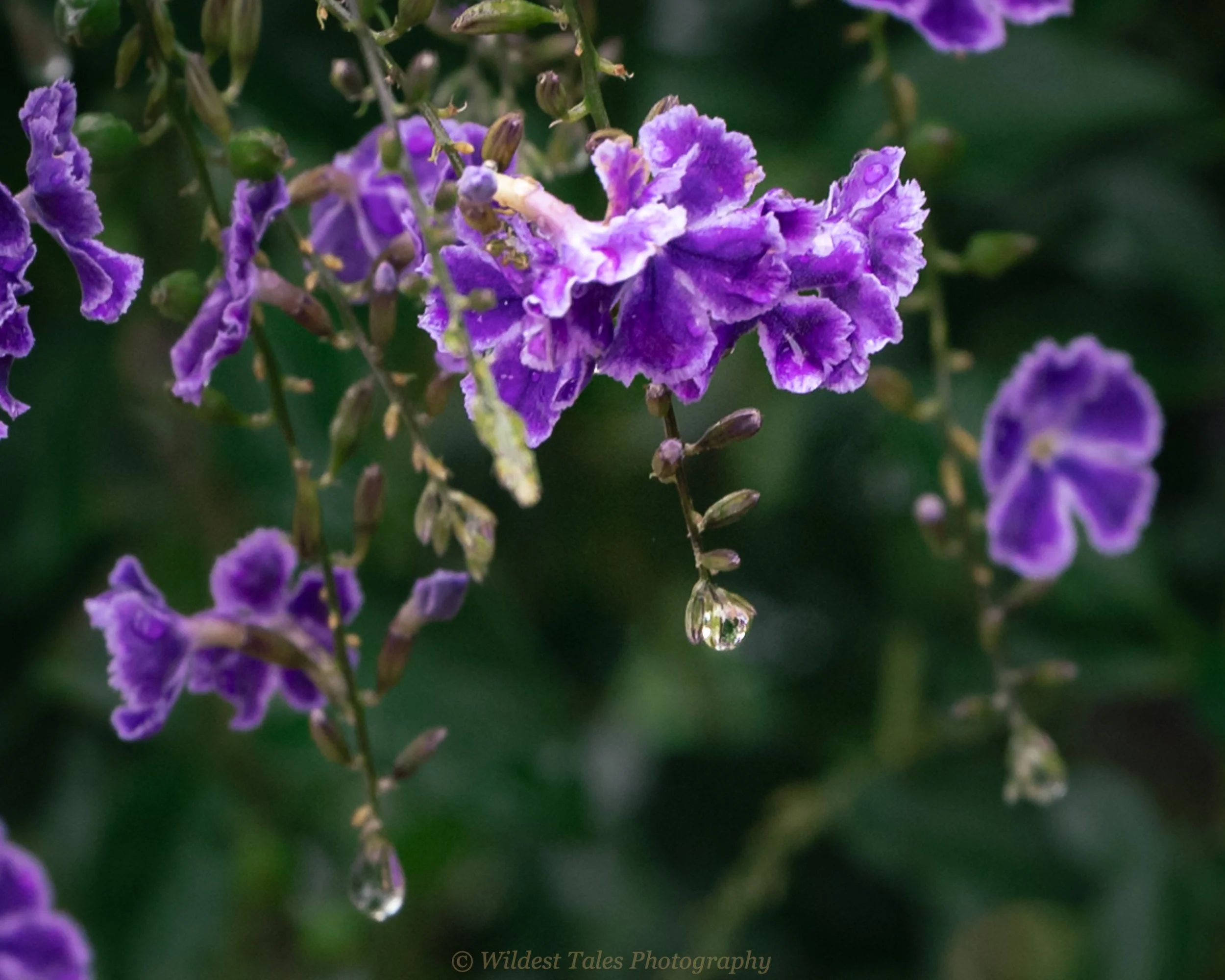 Vic Falls Flowers -1.jpg