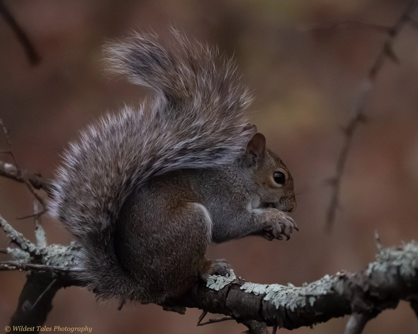 Squirrel 2025.11.17-1.jpg