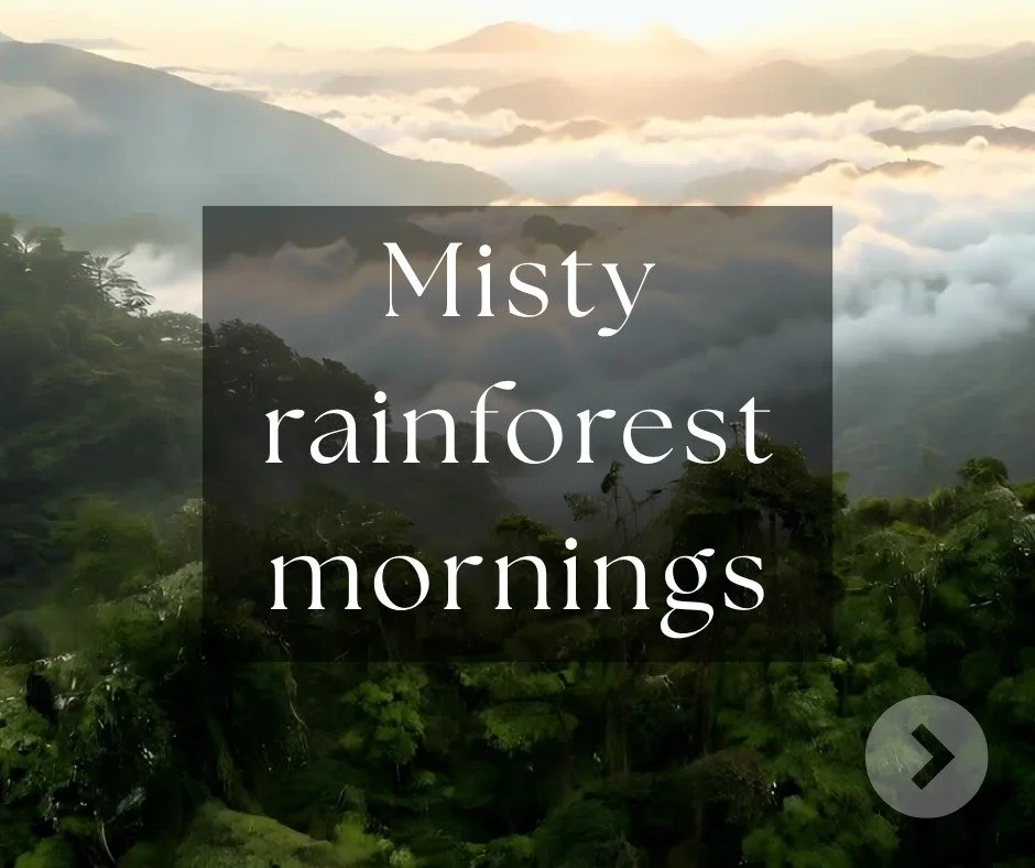 Every scent begins with a moment like this - the sights and scents that make Far North Queensland unforgettable 🌿
.
.
.
.
.
.
#FNQgifts #NatureInspired #farnorthqueensland #australianmade #TropicalEscape