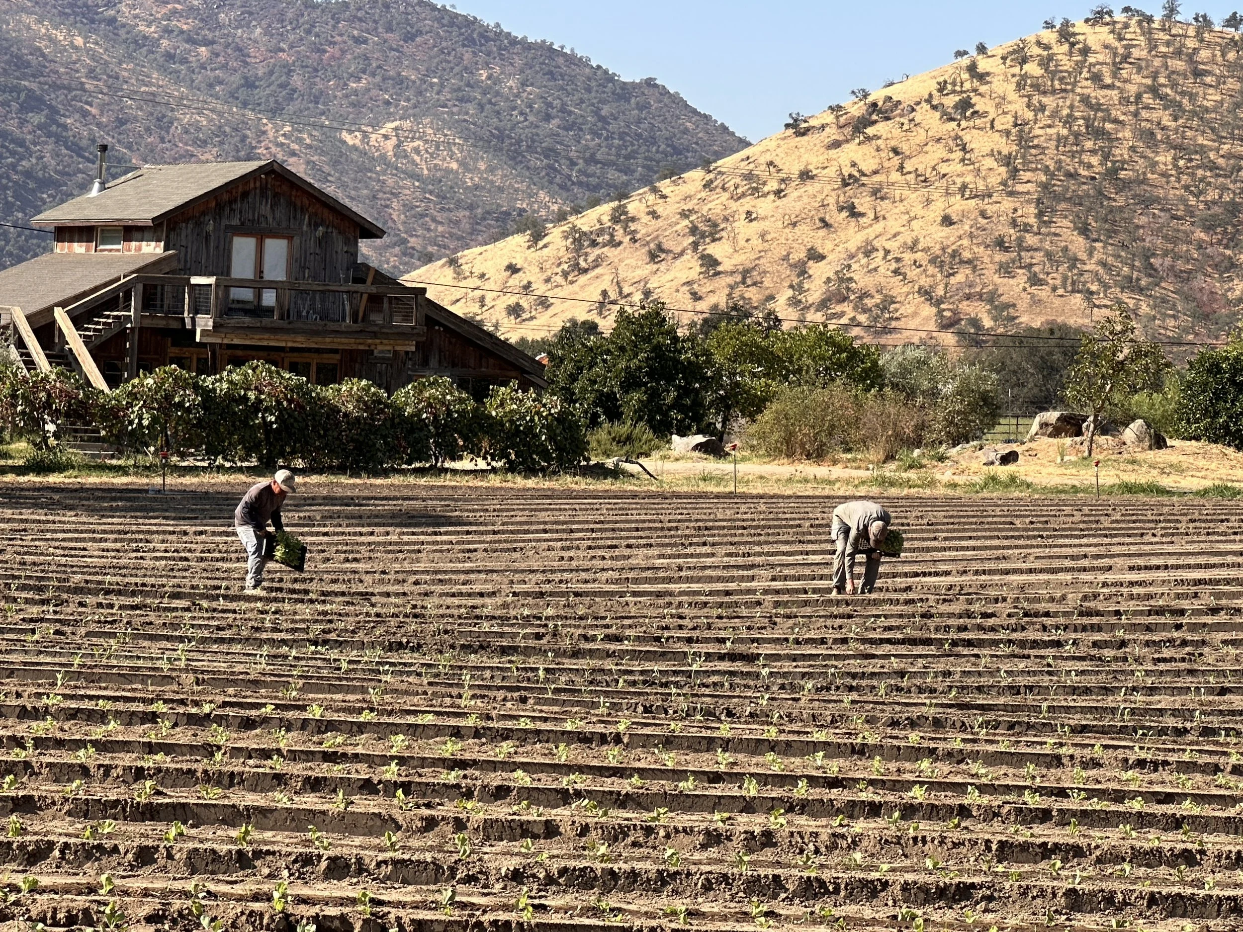Jamie and Beto hand planting