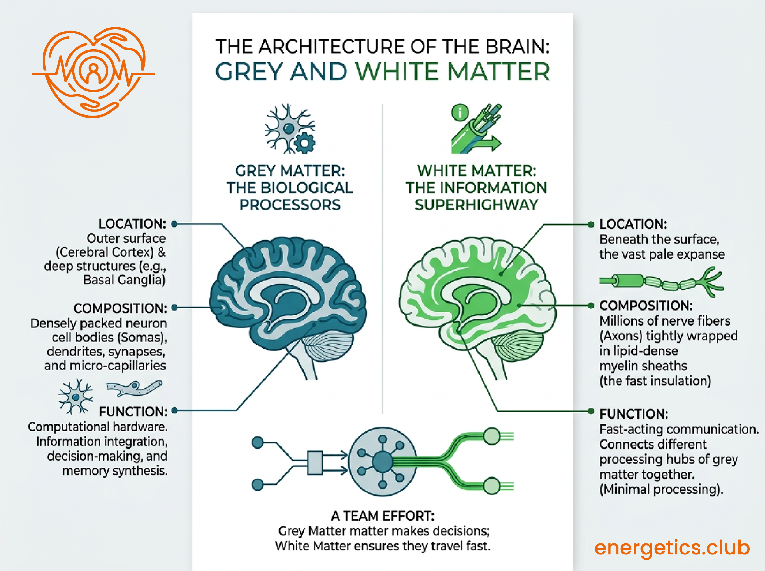 grey & white matter in the brain diagram